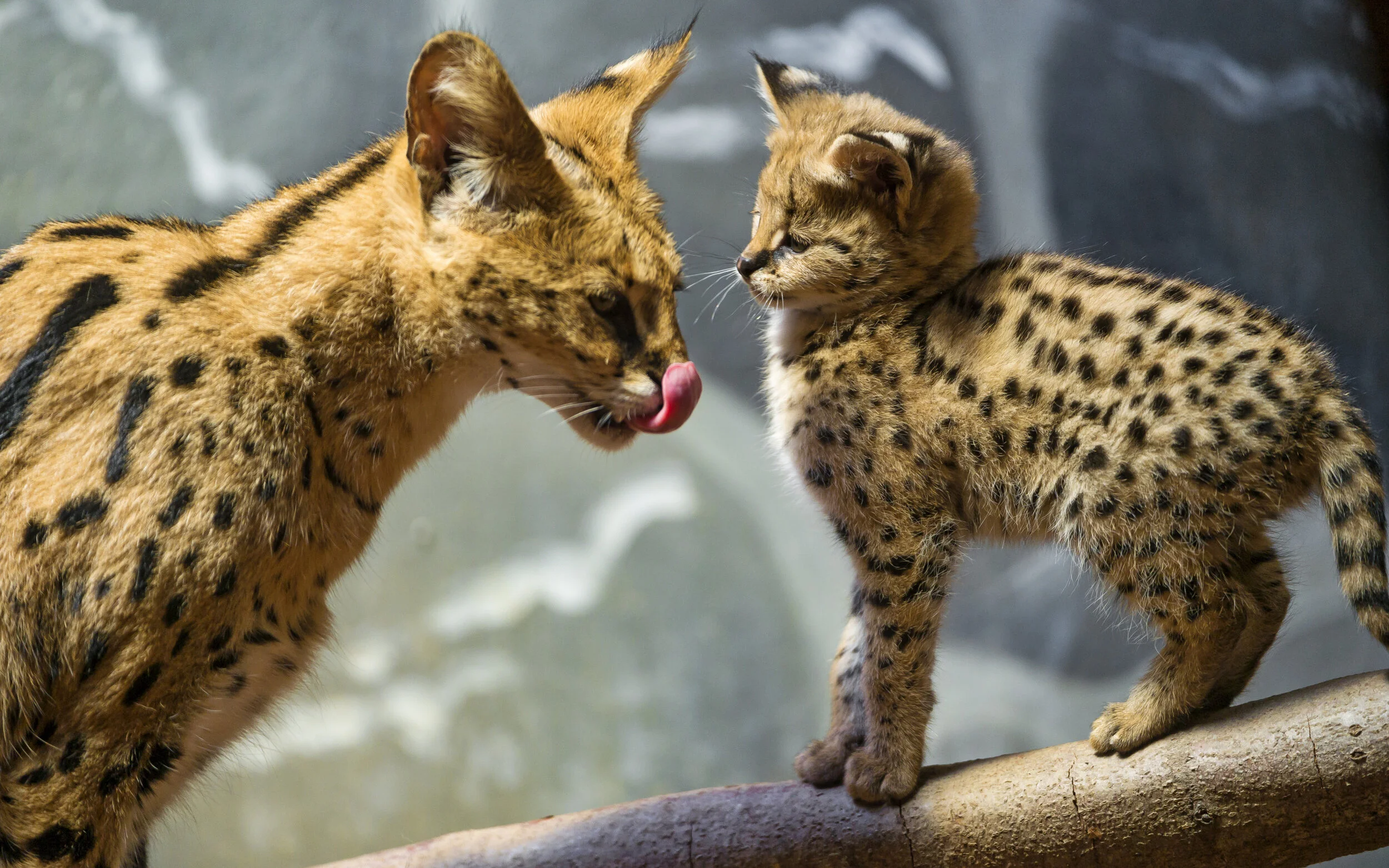 Baby Serval Cat Baby Serval Cat