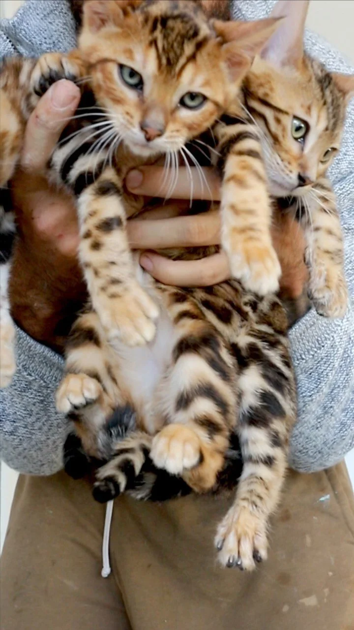 Serval Pet Breeders