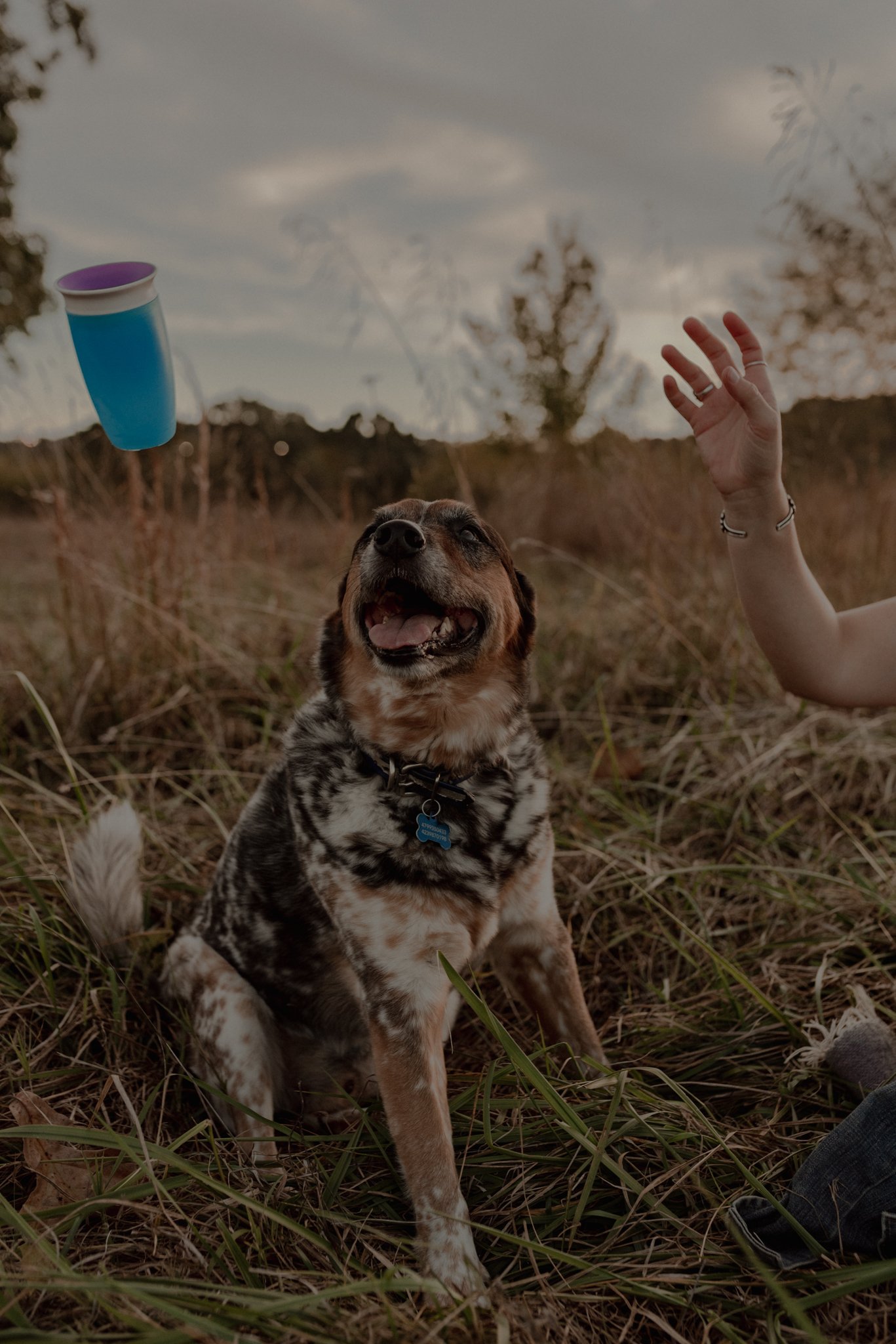 Dogs for family session in Fayetteville, AR