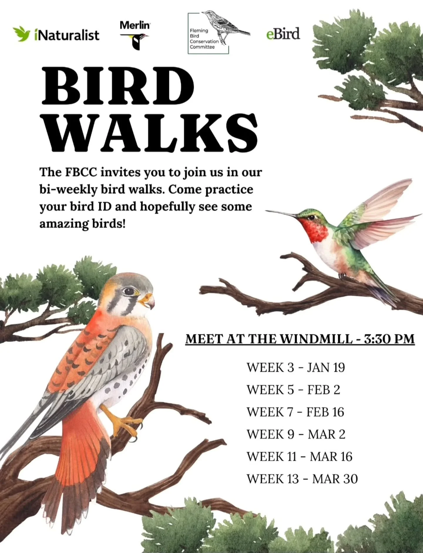 Join the FBCC every other Monday for on-campus birding!

Meet at the windmill for 3:30 pm.