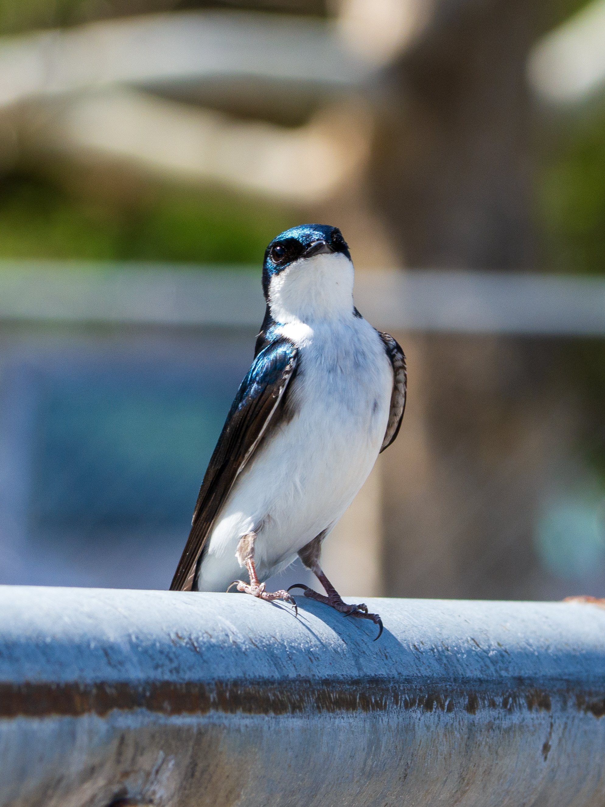 tree swallow