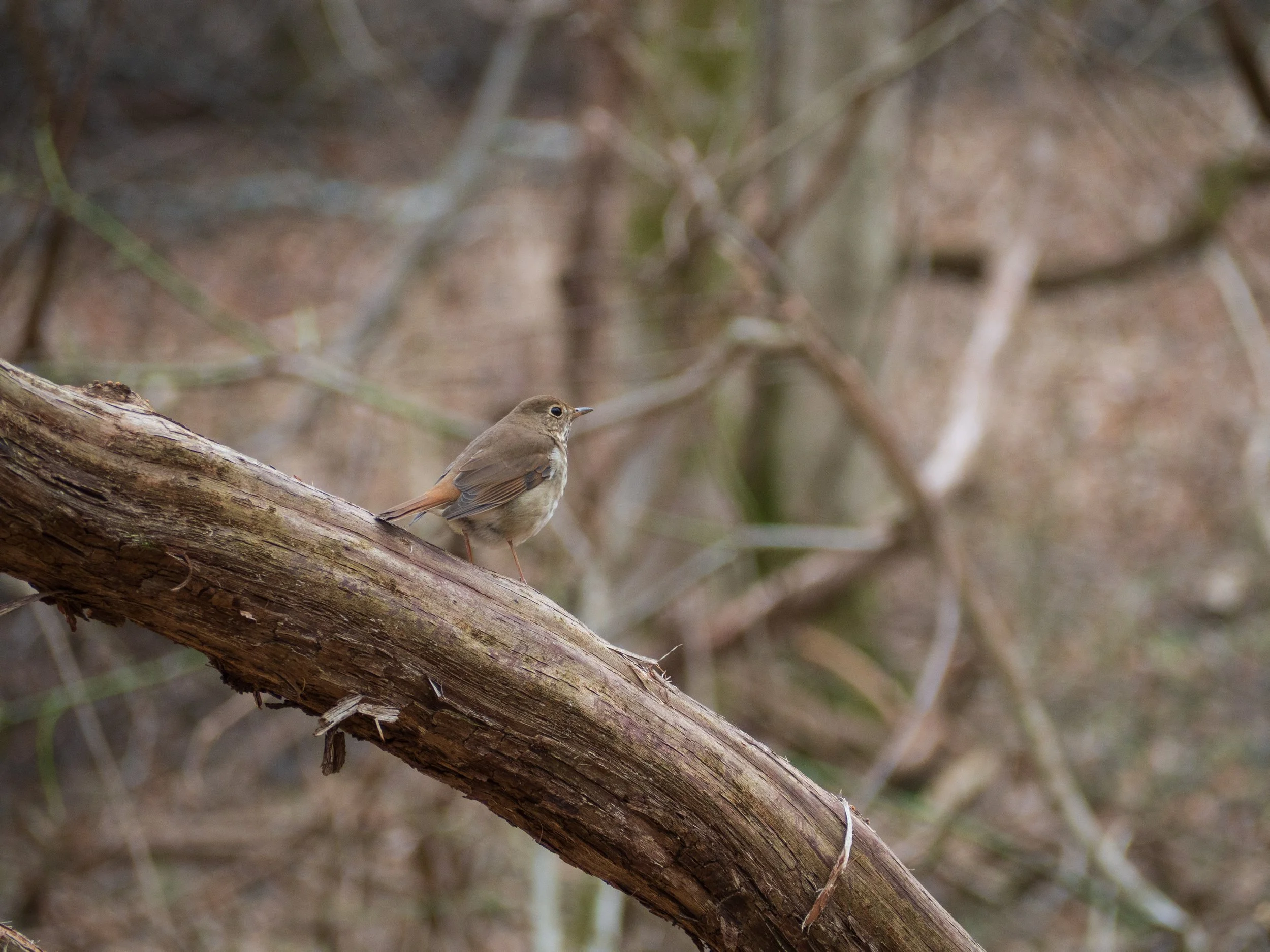 hermit thrush