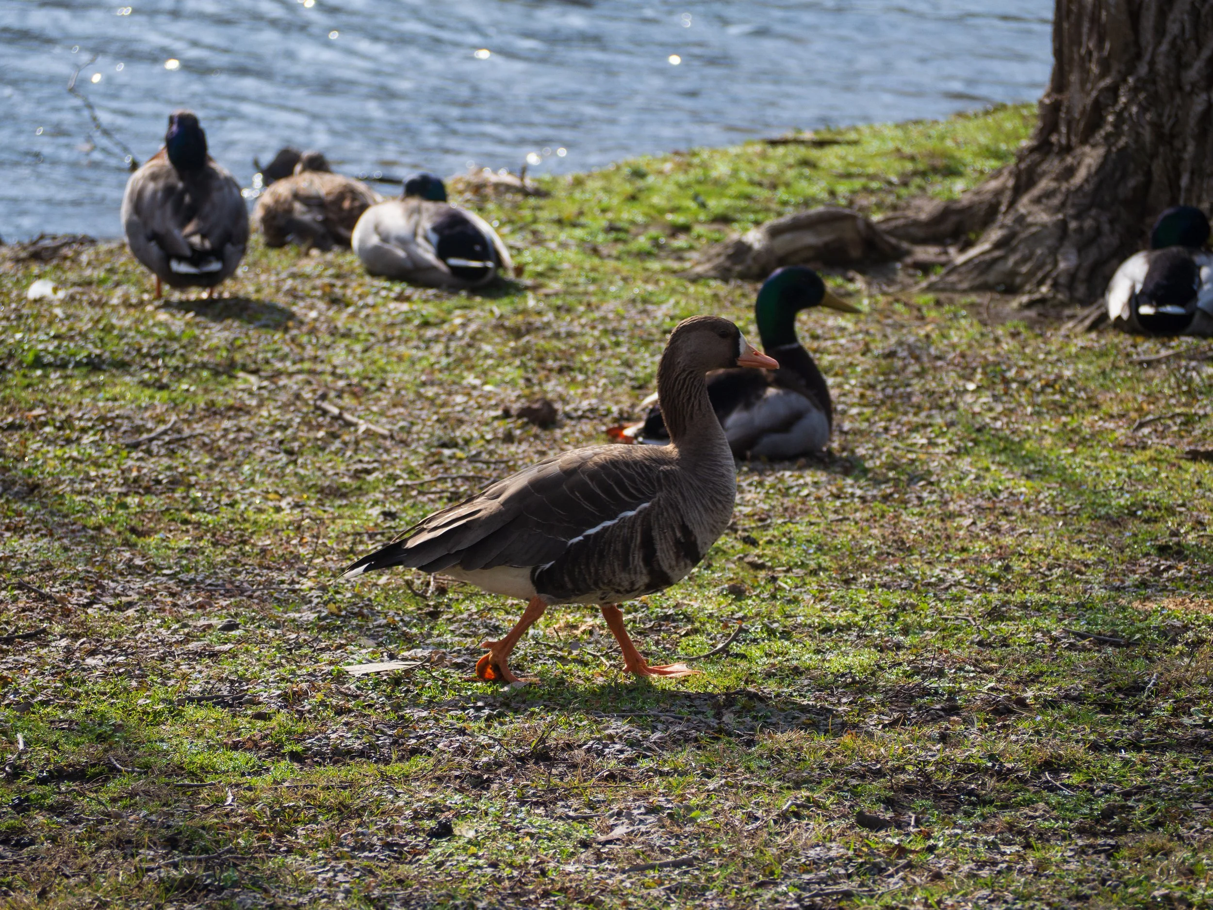greater white-fronted goose