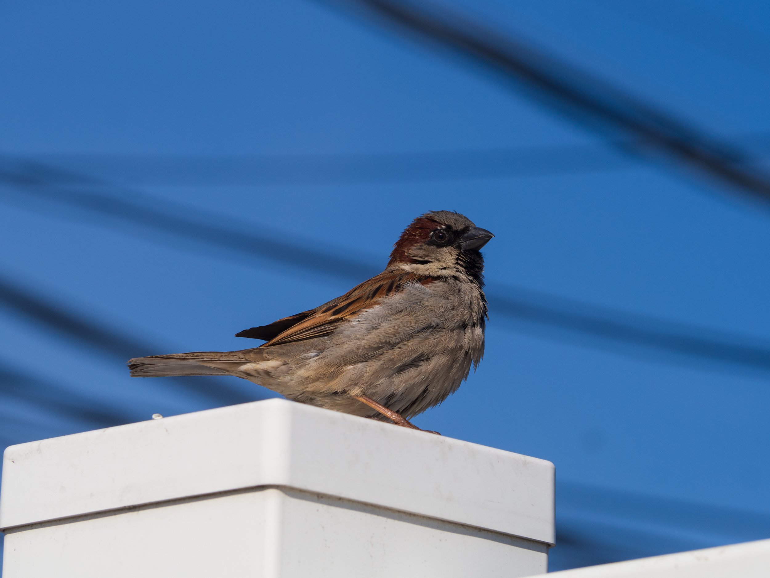house sparrow
