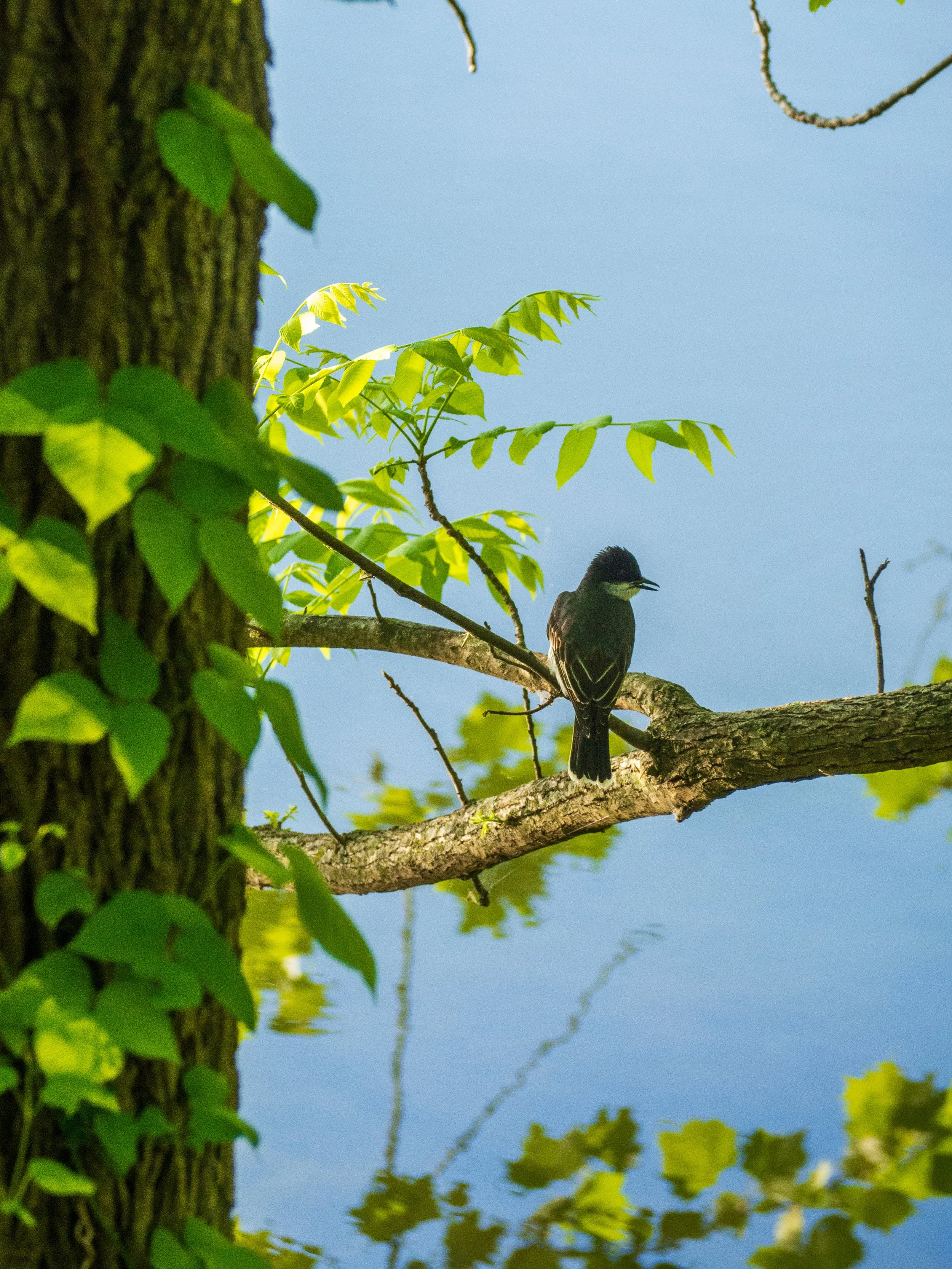 eastern kingbird