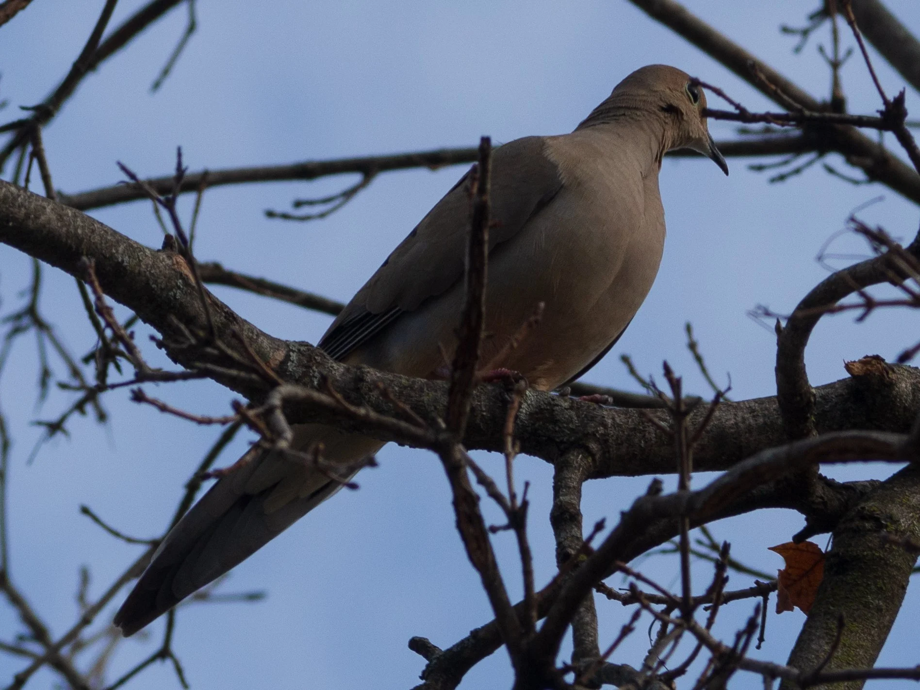 mourning dove