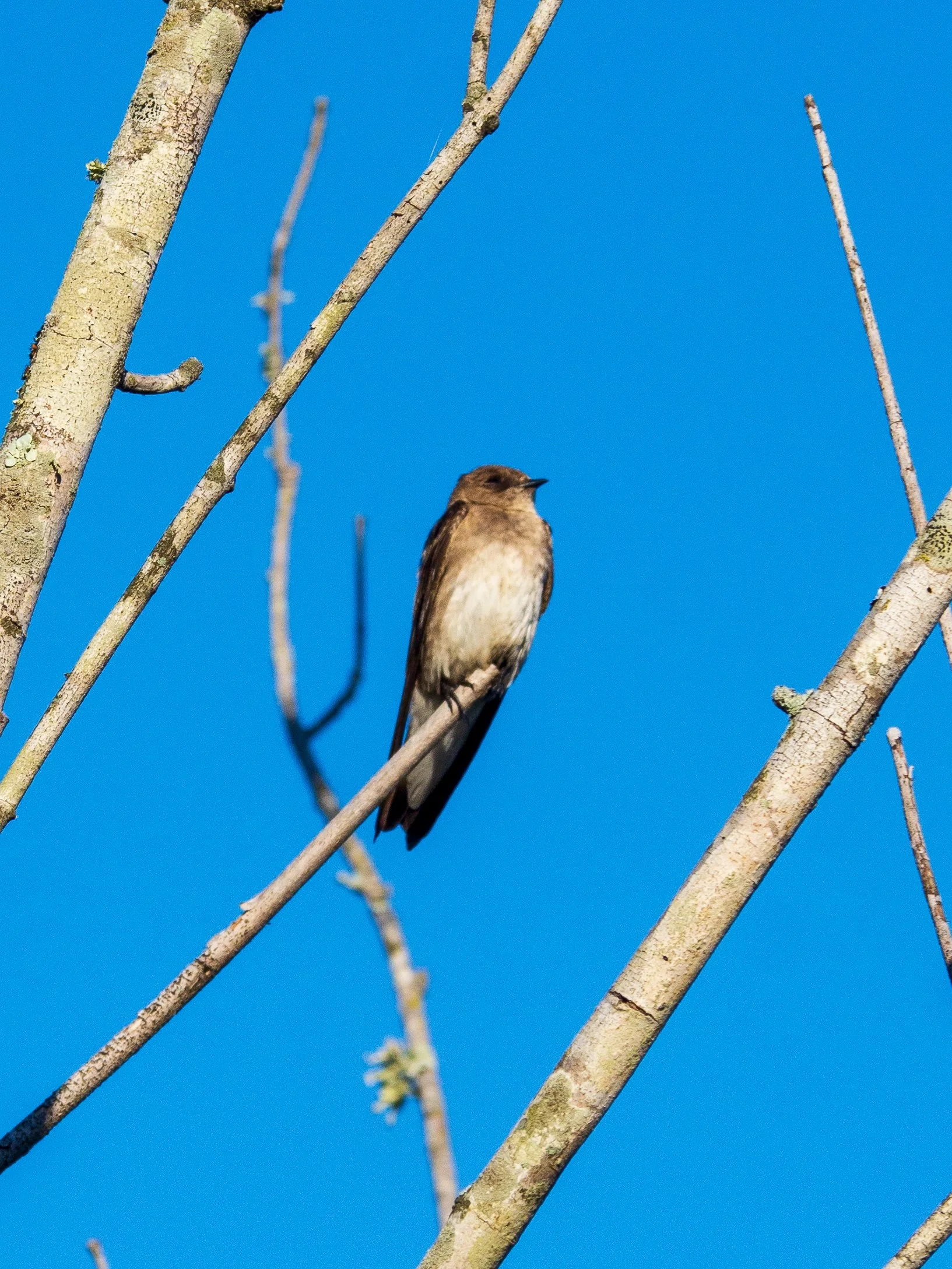 northern rough-winged swallow