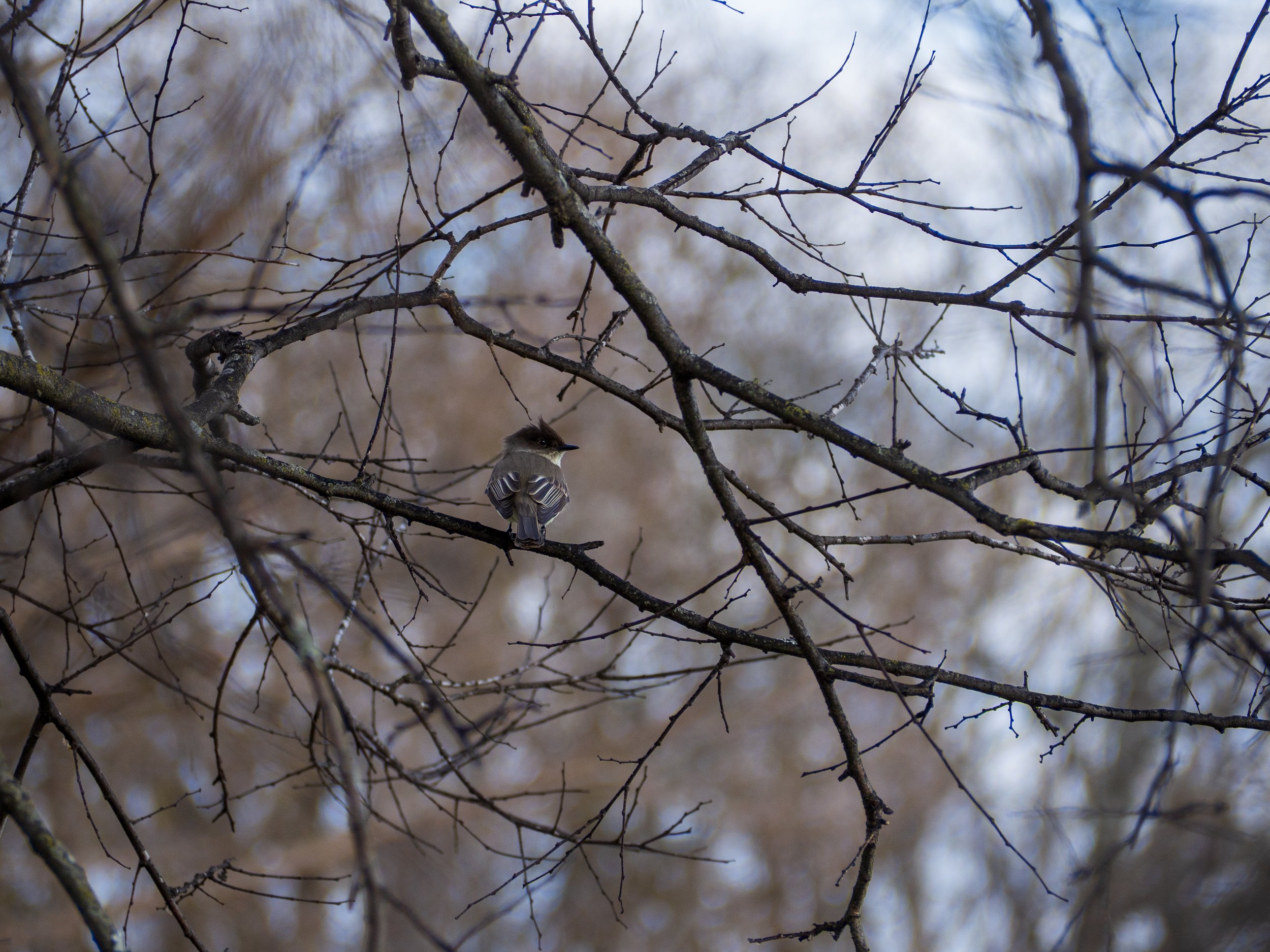 eastern phoebe