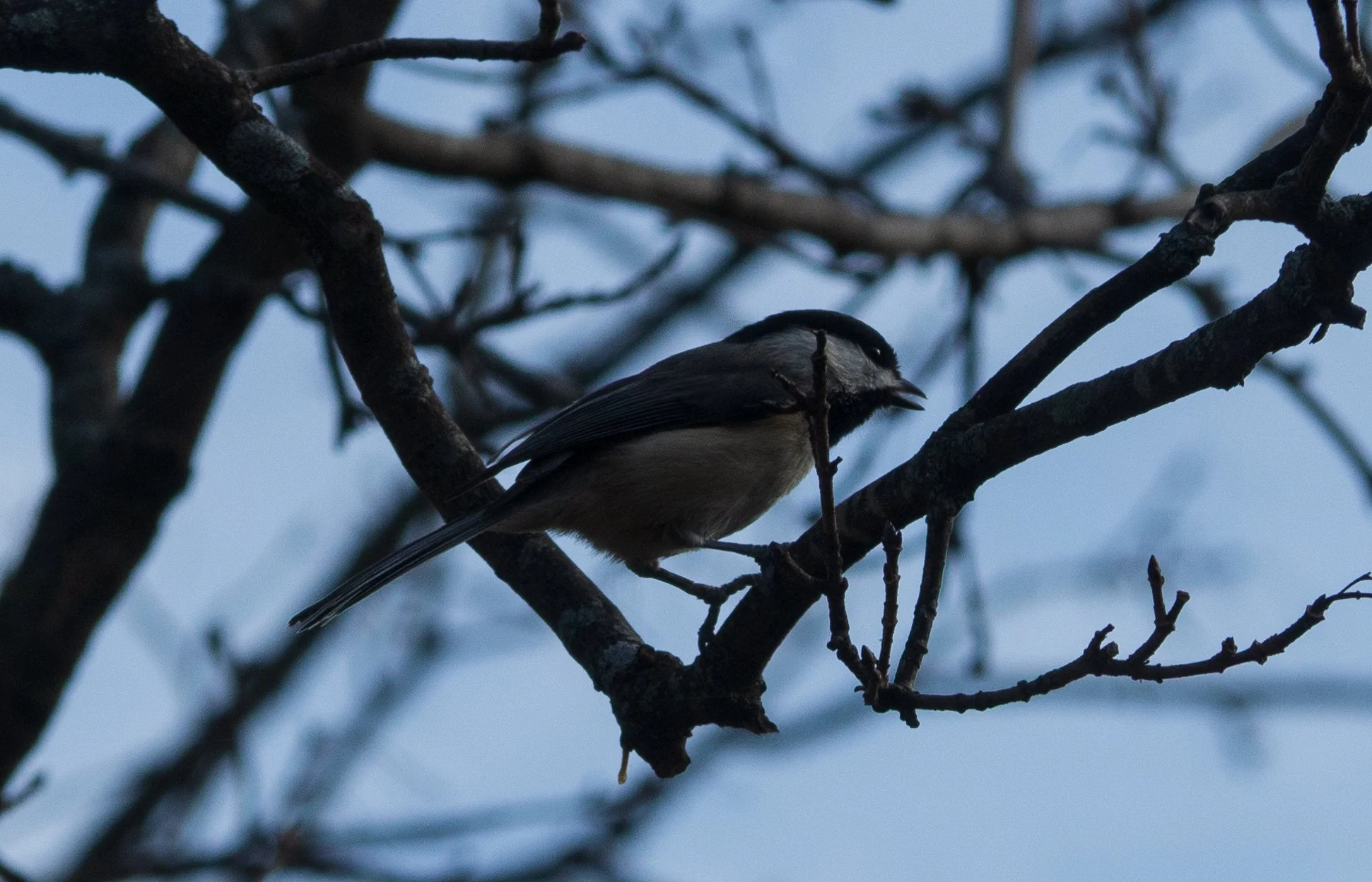 carolina chickadee