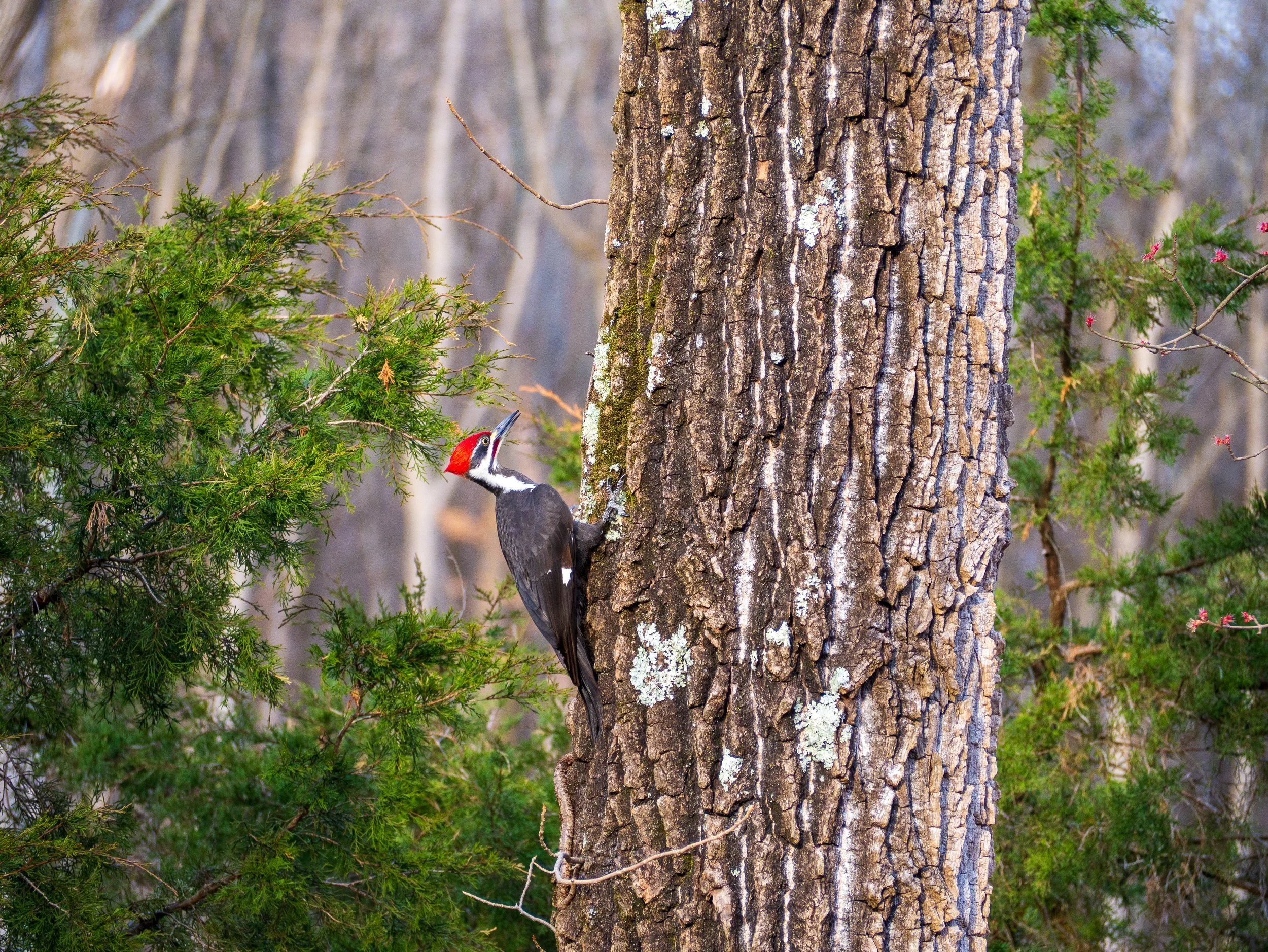 pileated woodpecker 3-4-26.jpg