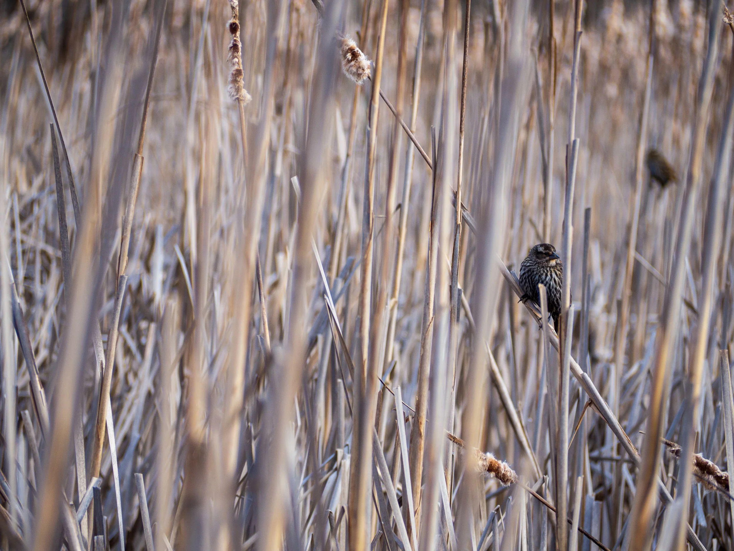 red-winged blackbird