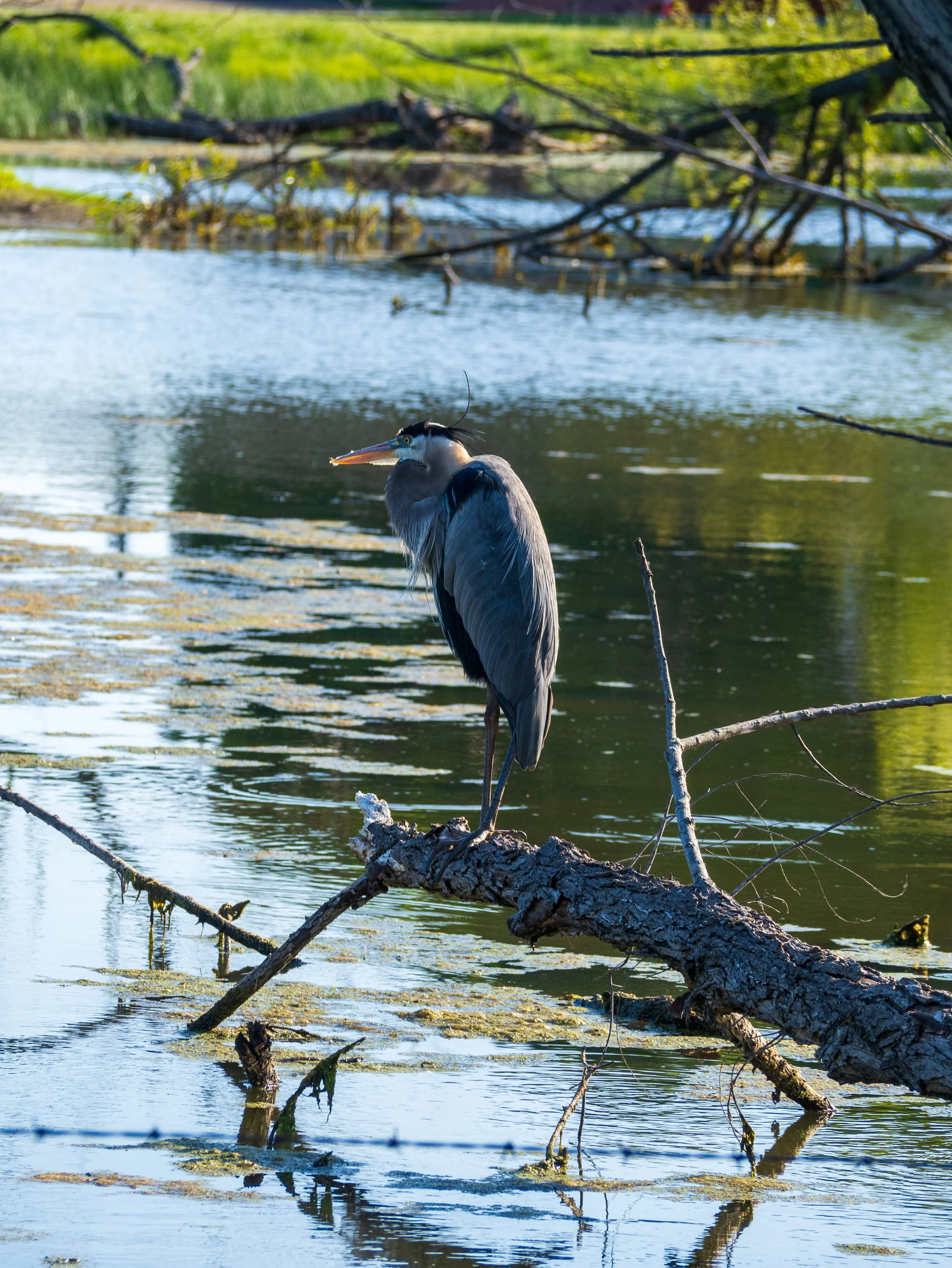 great blue heron