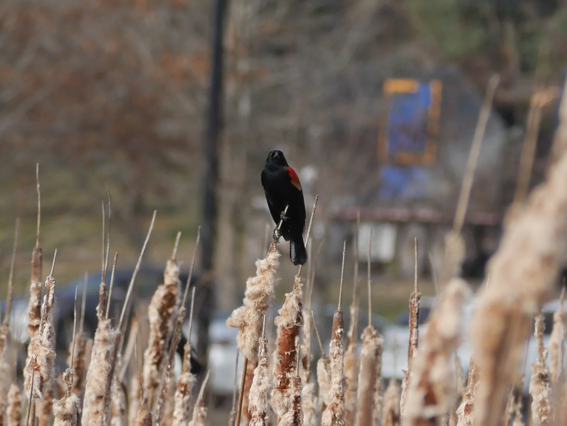 red-winged blackbird