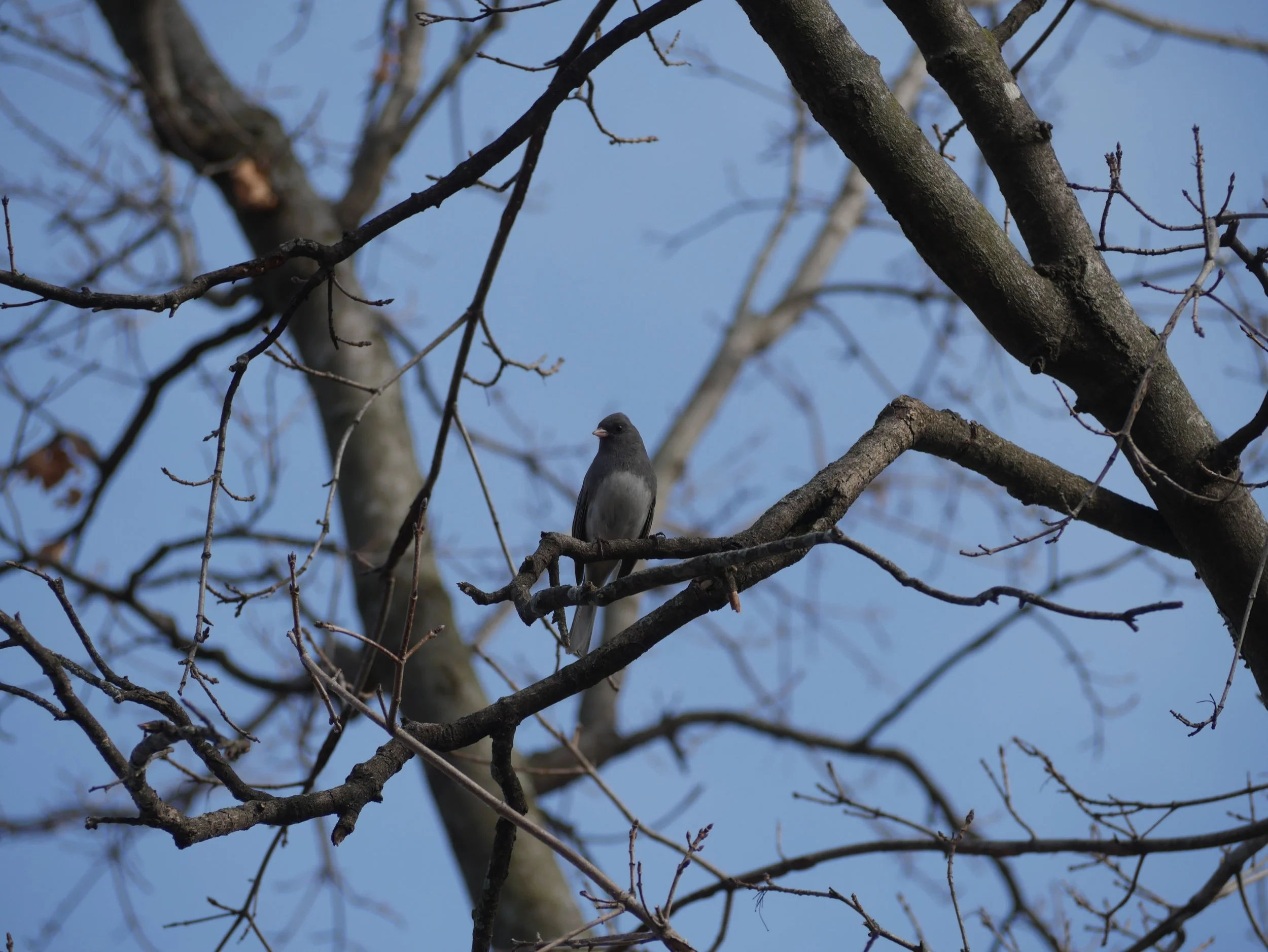 dark-eyed junco