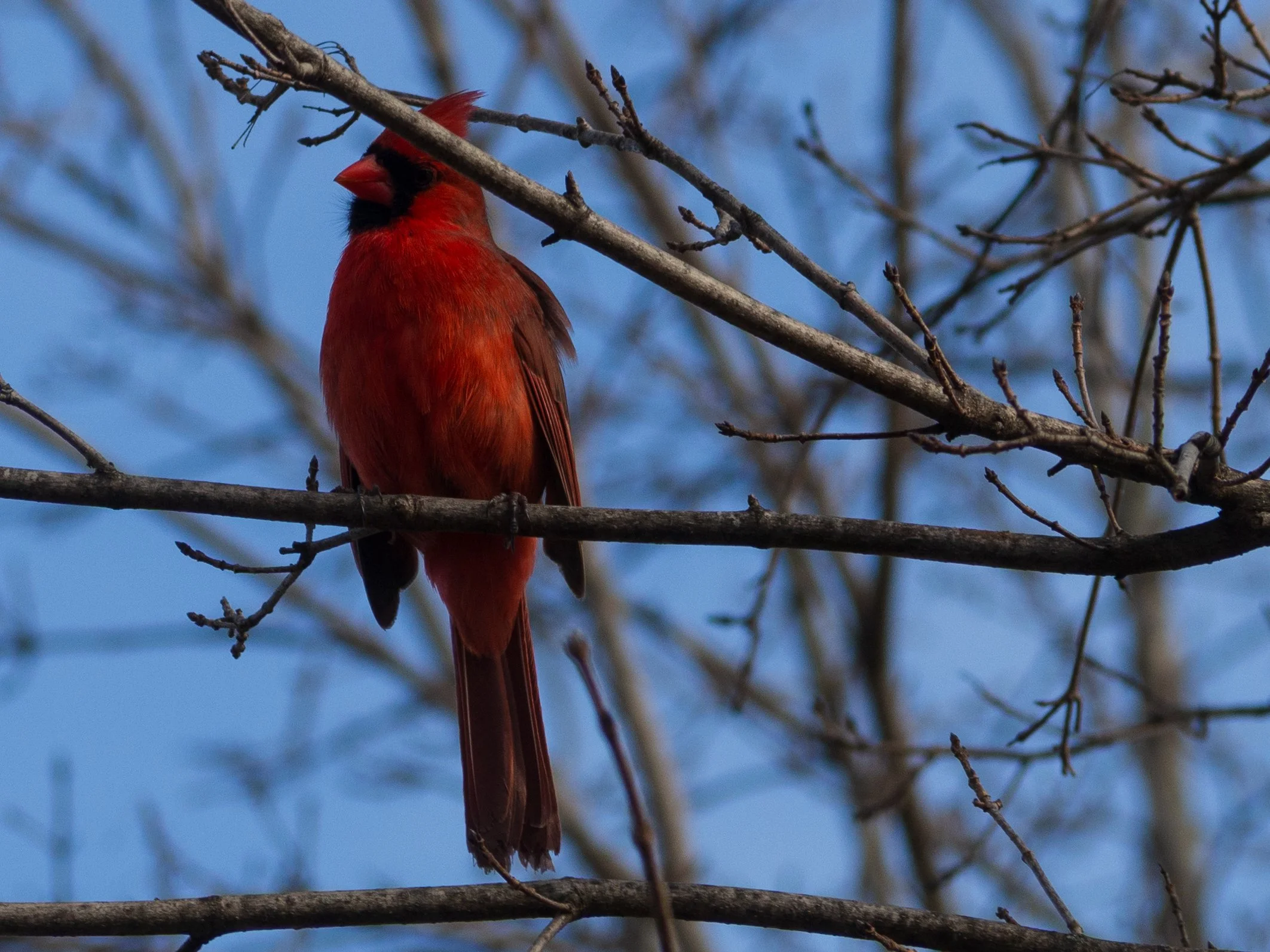 northern cardinal
