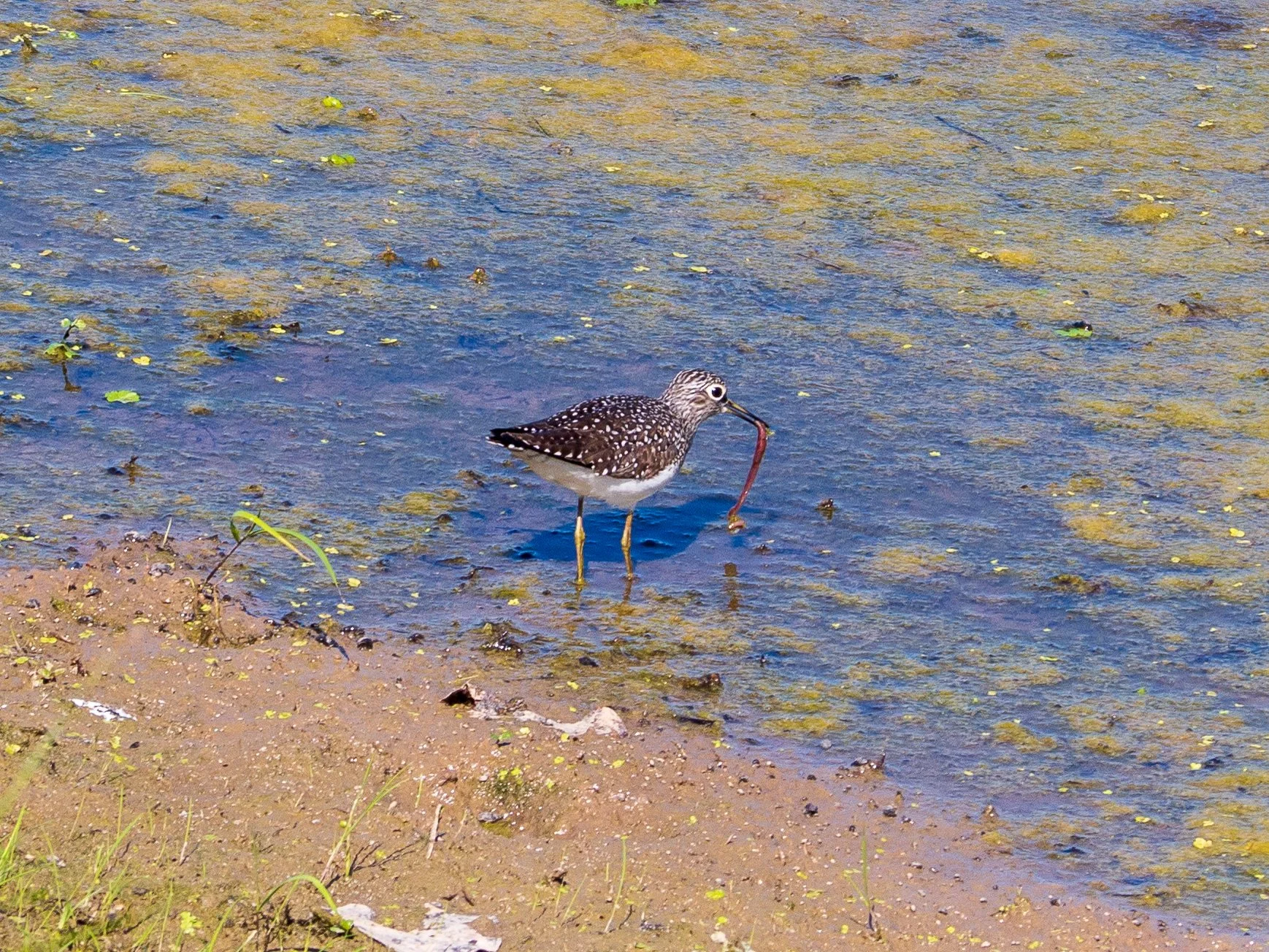 solitary sandpiper