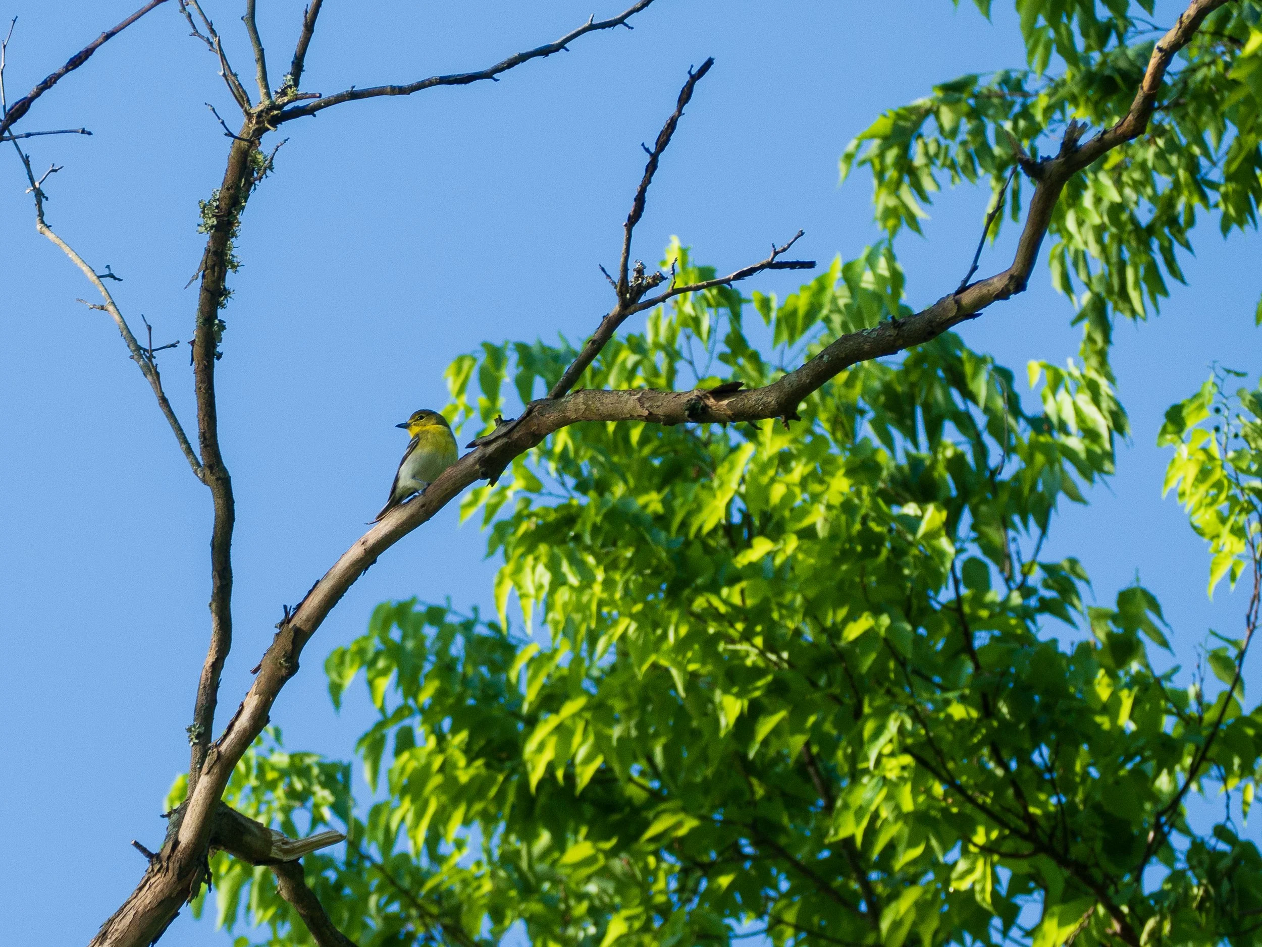 yellow-throated vireo