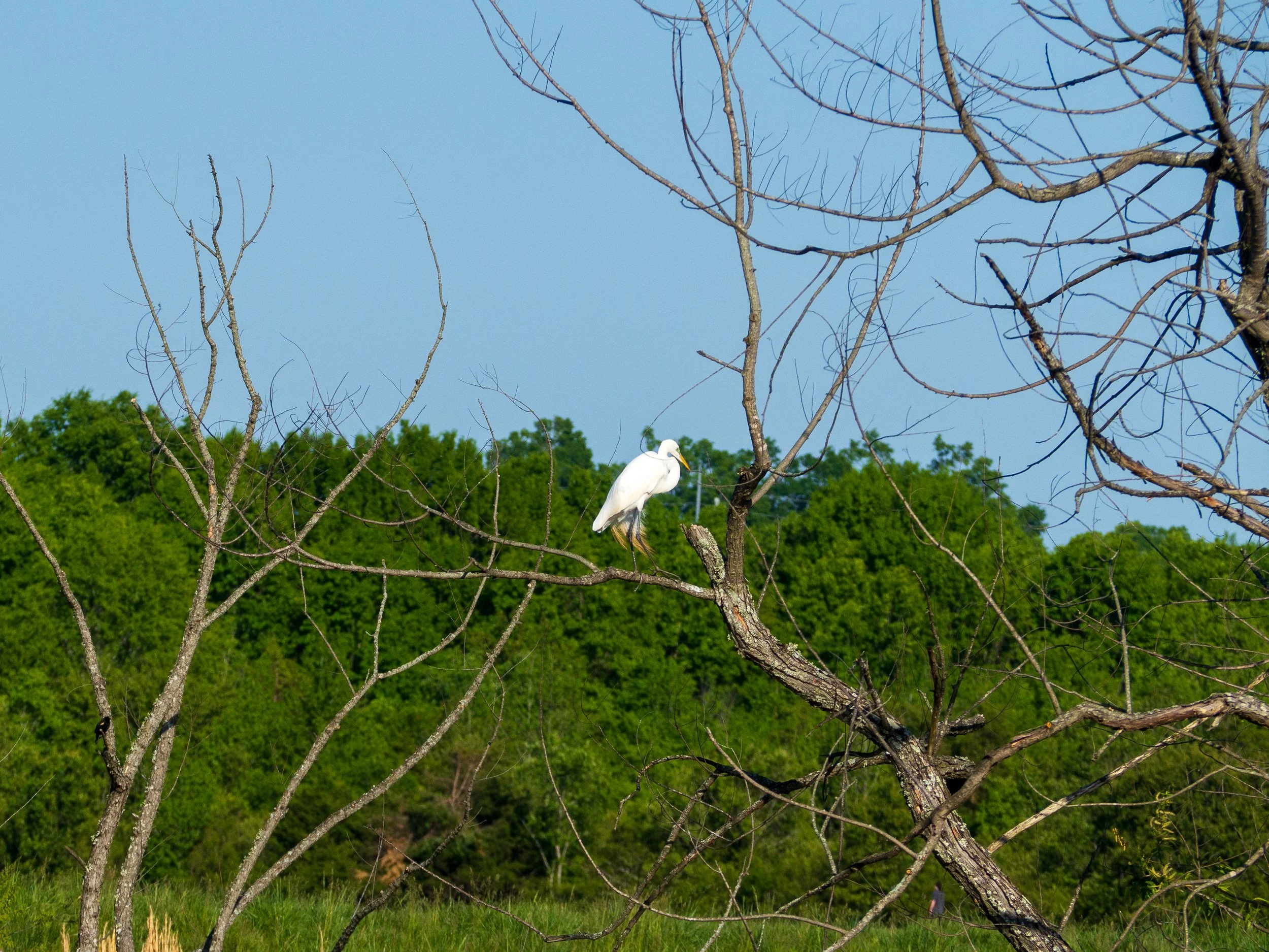 great egret