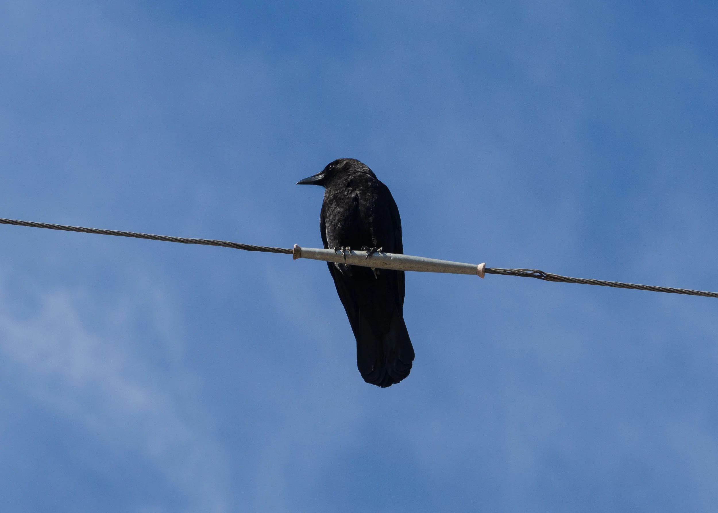 american crow