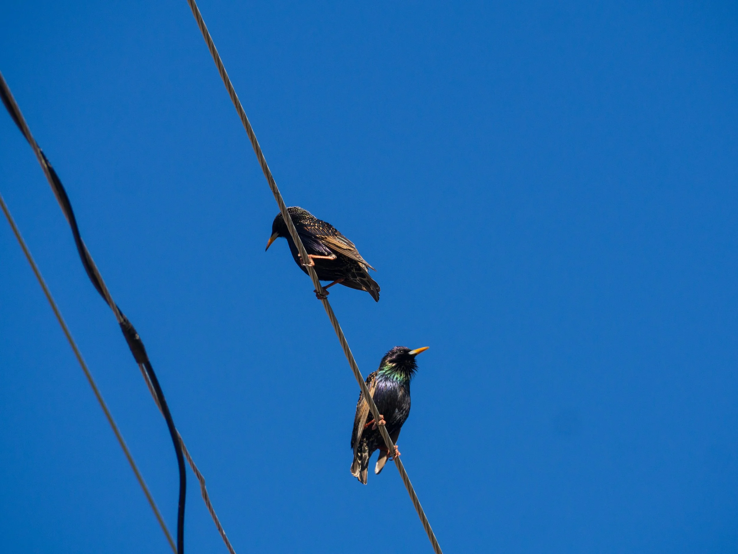 european starlings