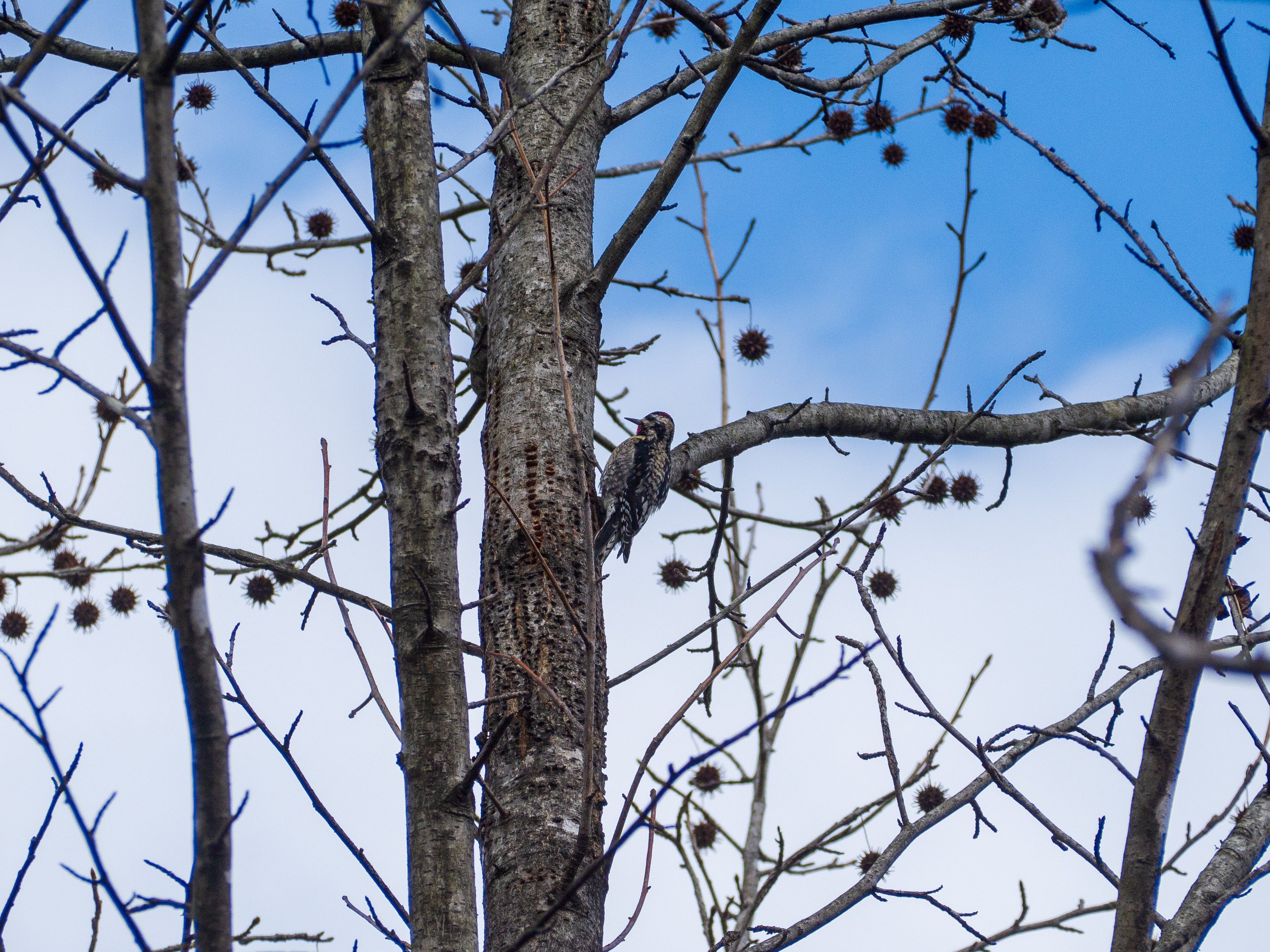 yellow-bellied sapsucker
