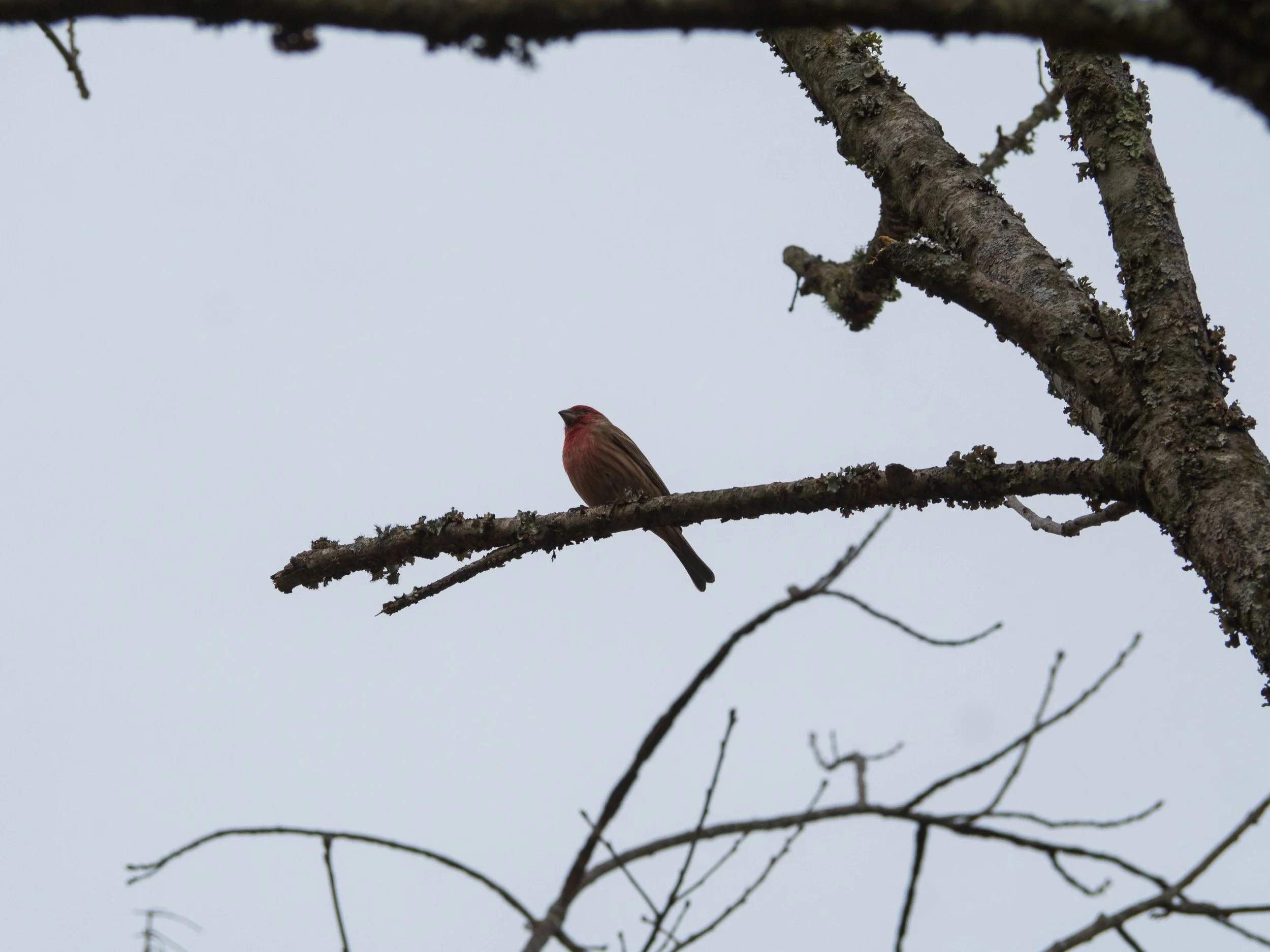 house finch