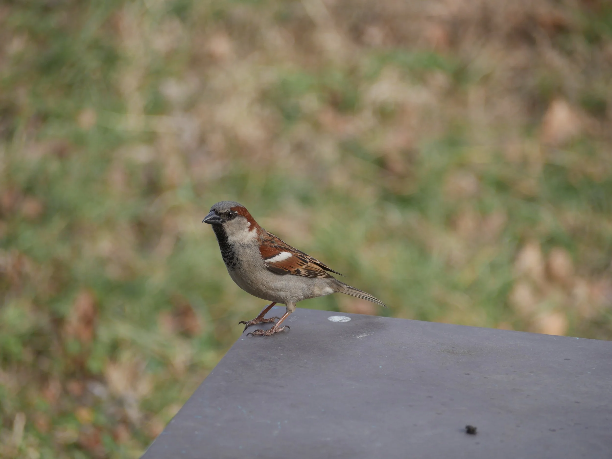 house sparrow