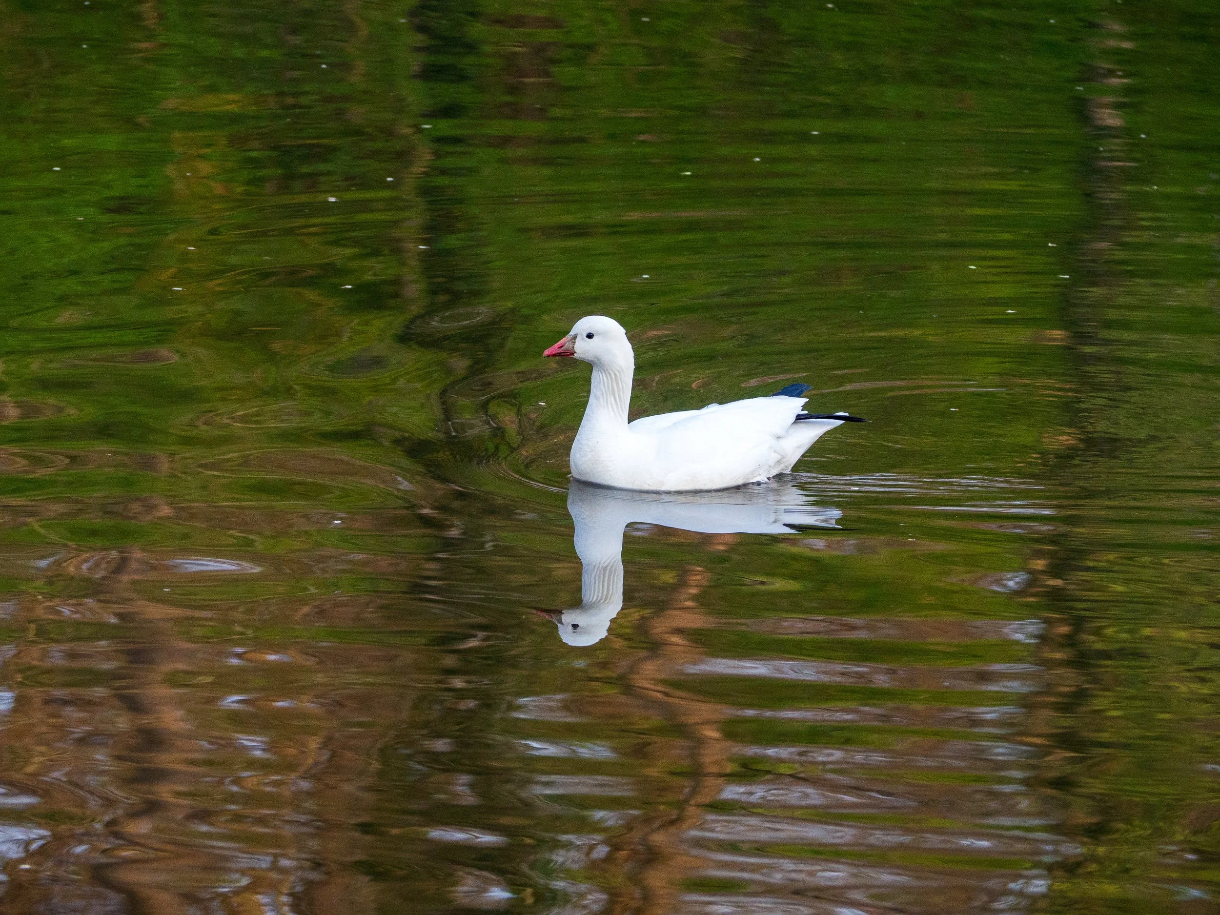 ross's goose x snow goose (hybrid)