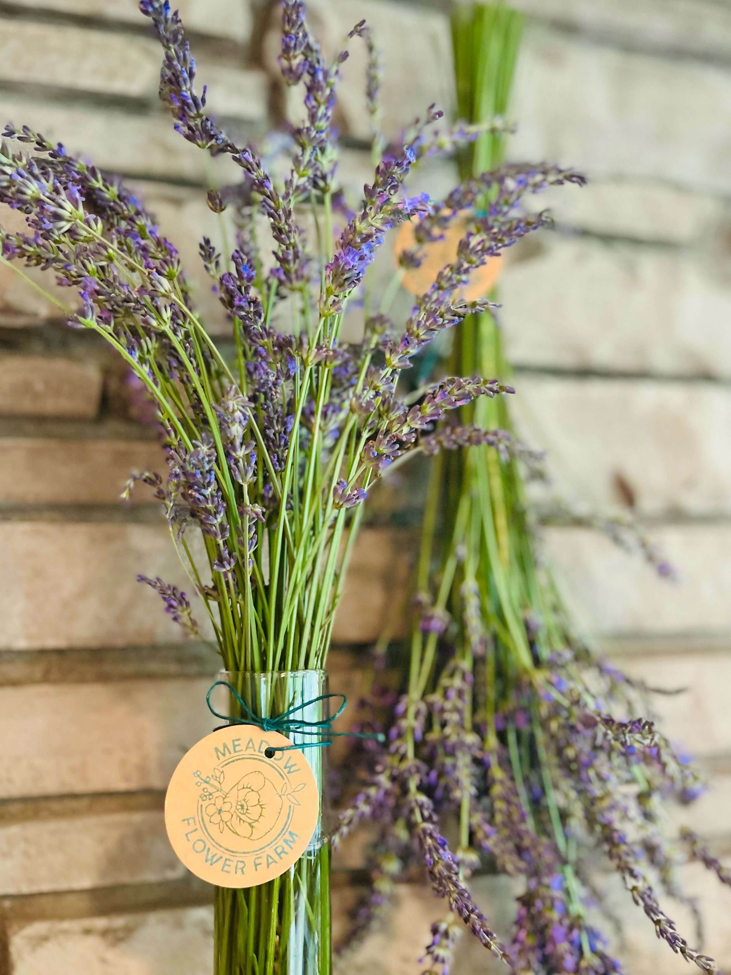Fresh Lavender Bundle