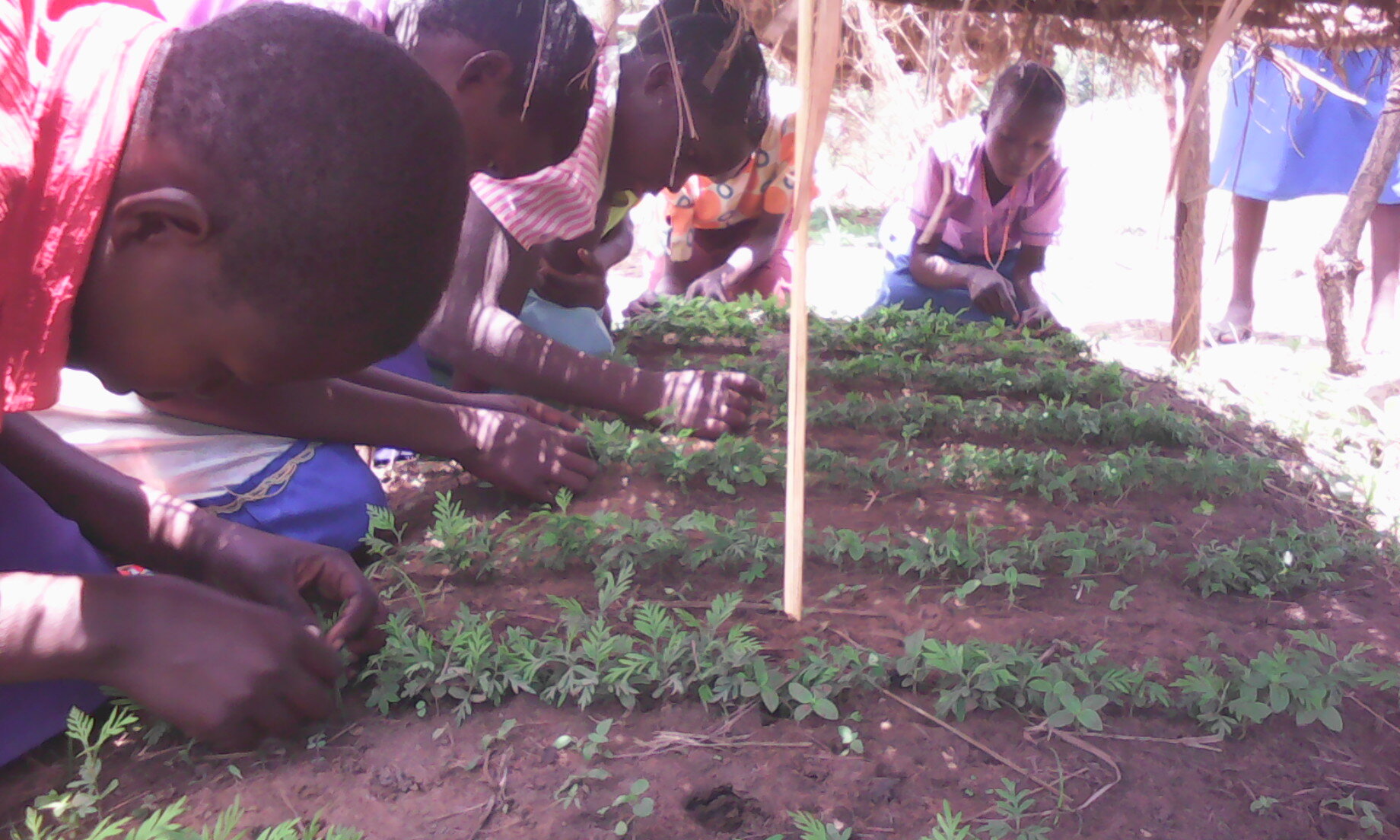 Students weeding tree nursery
