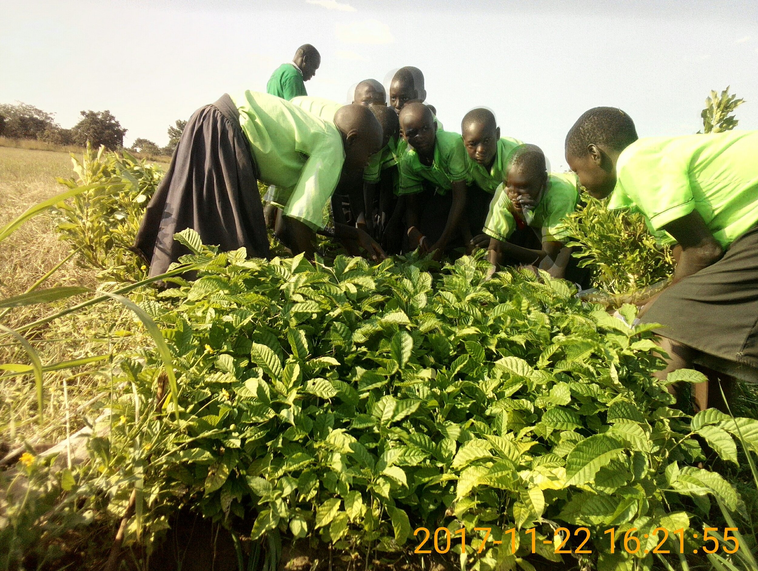 Students taking care of seedlings in their tree nursery