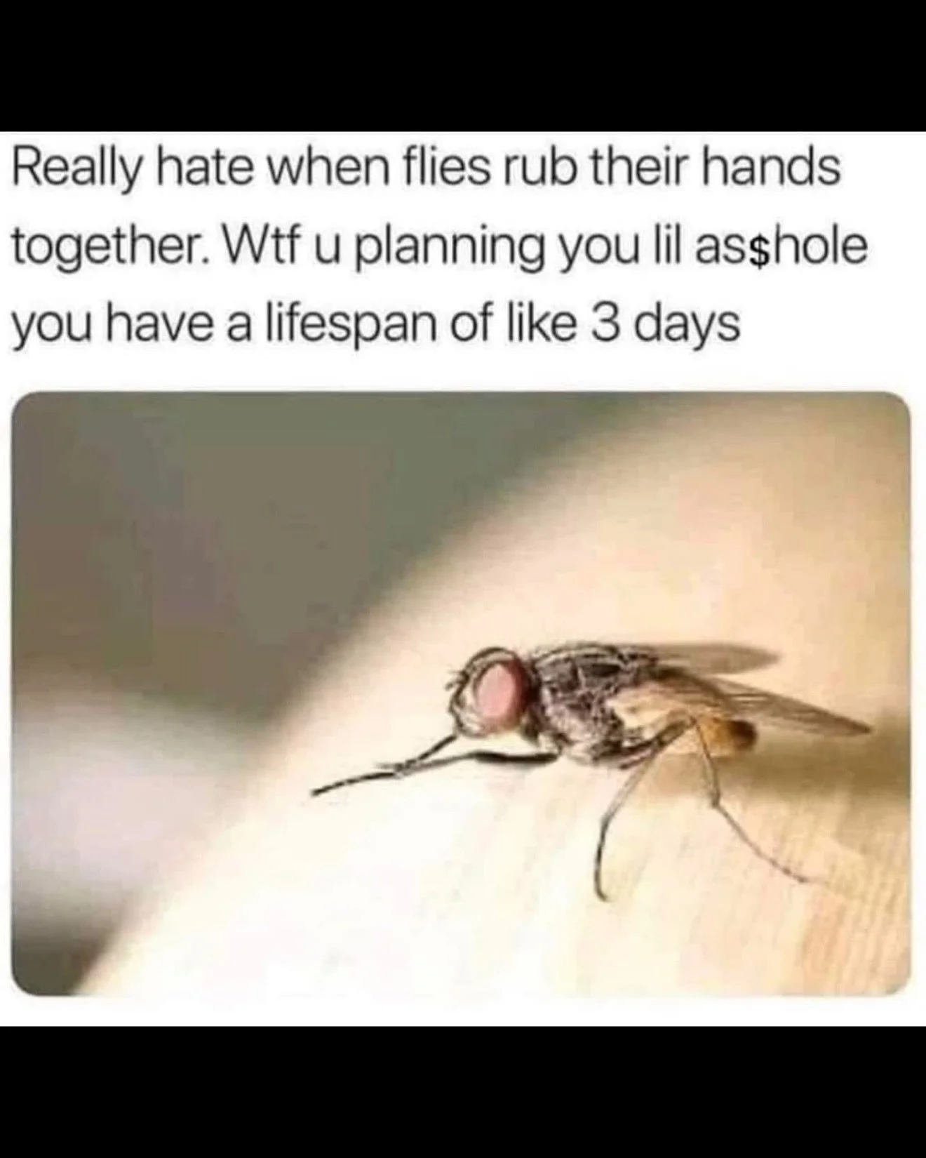 🪰 flies…those little poop eaters are the speed-demon racers of the insect world… fearlessly buzzing giant meat bags and compulsively licking everything, and now we can add nose candy to their list of vices:
“In a world first, sc