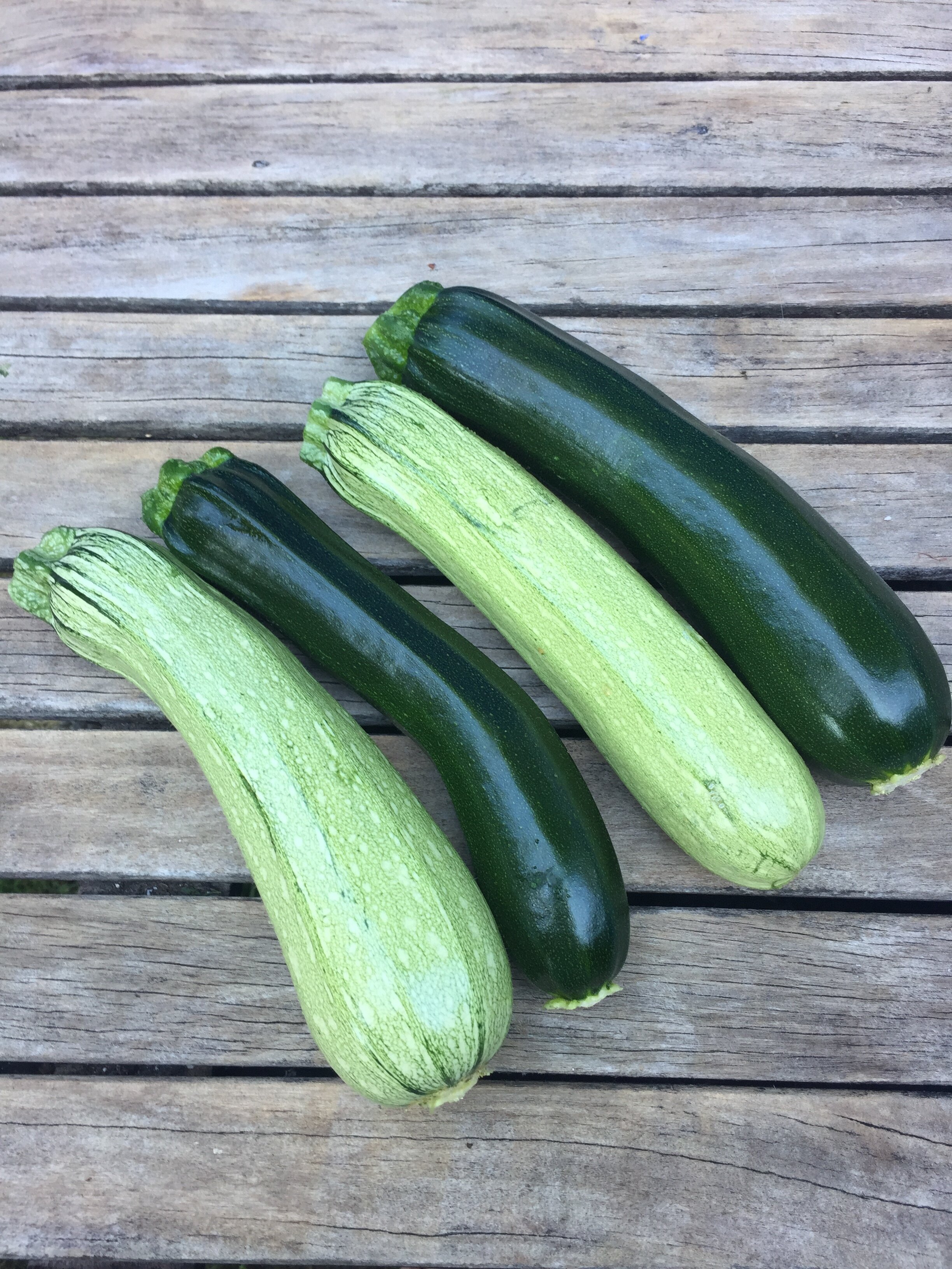 zucchini.JPG