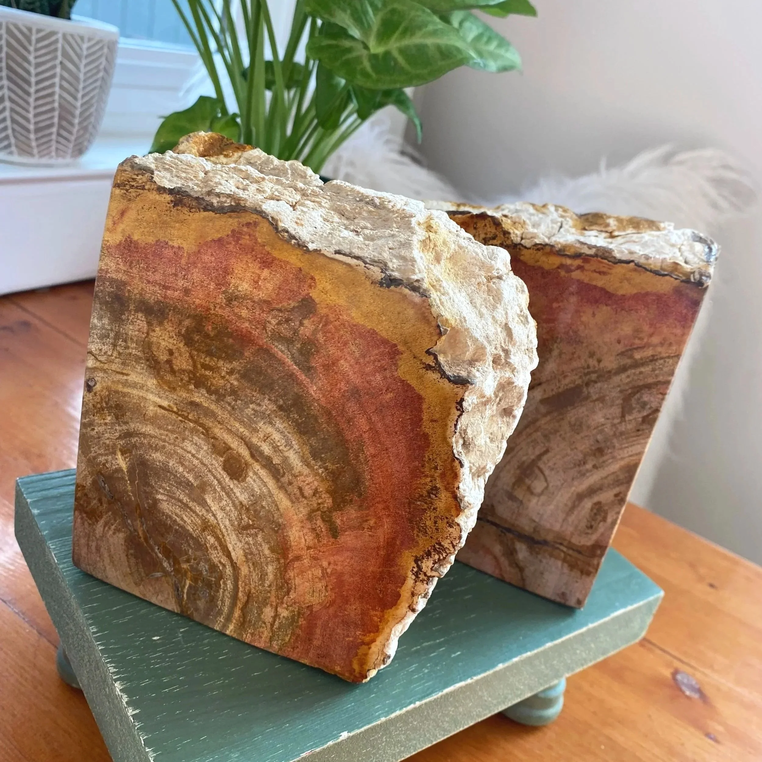 Petrified Wood Bookends