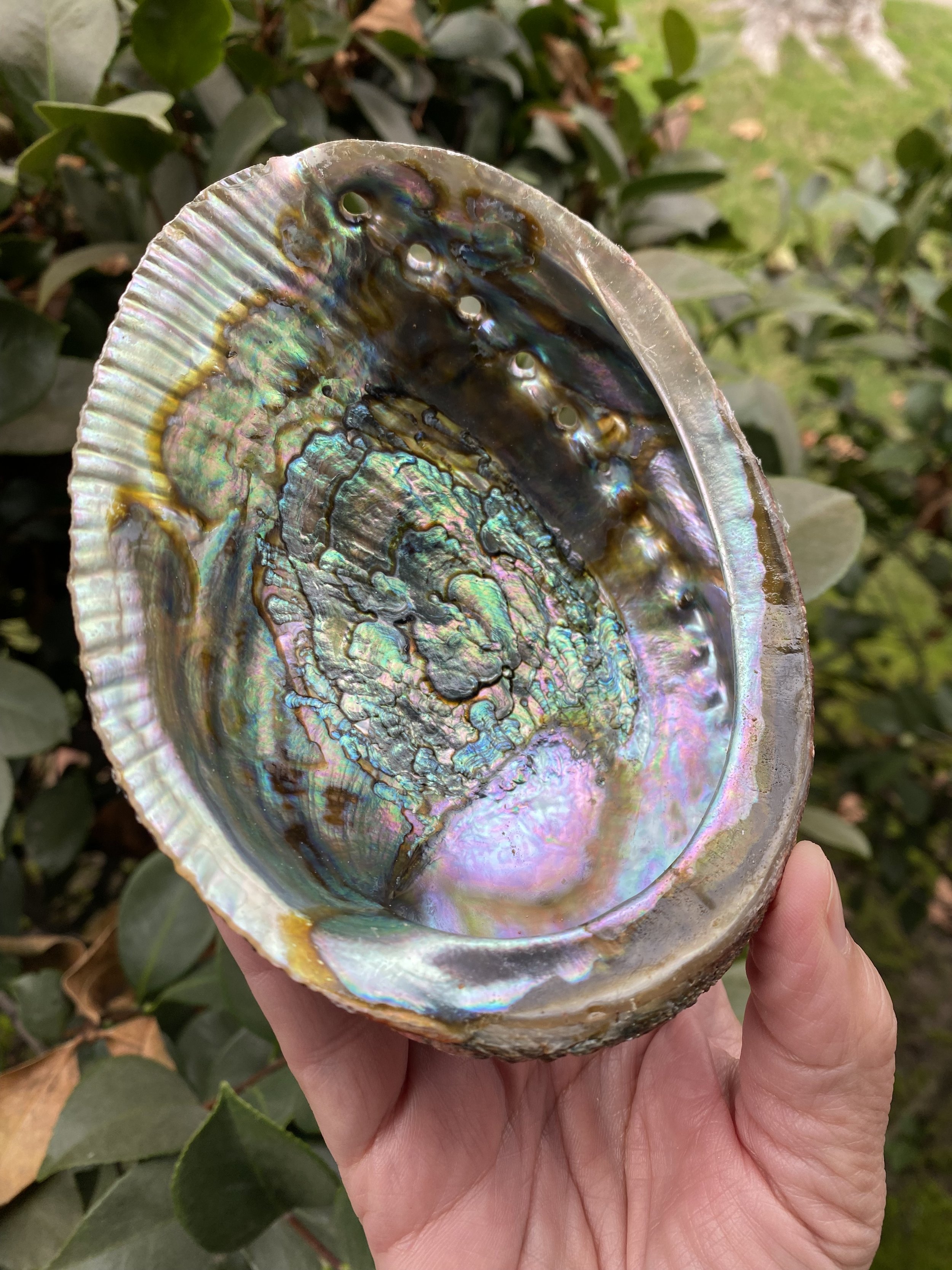 Abalone Shell