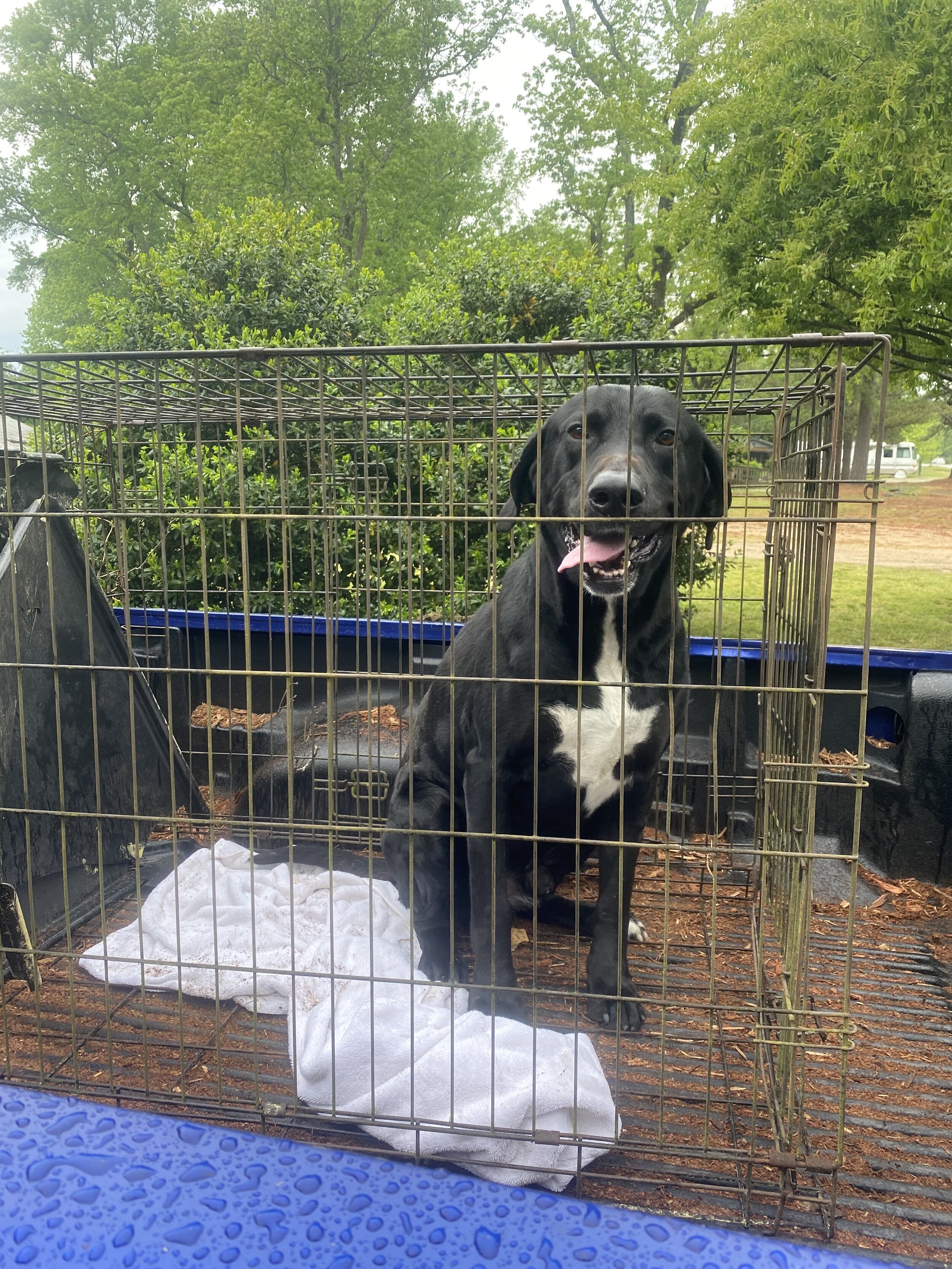 Rascal going home
