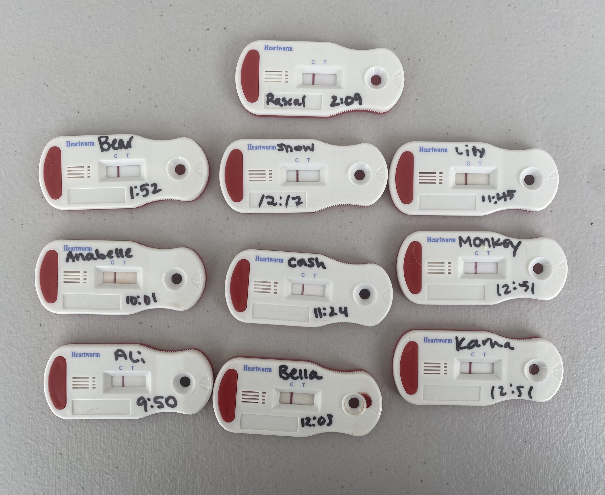 All the dogs we tested were heartworm negative!
