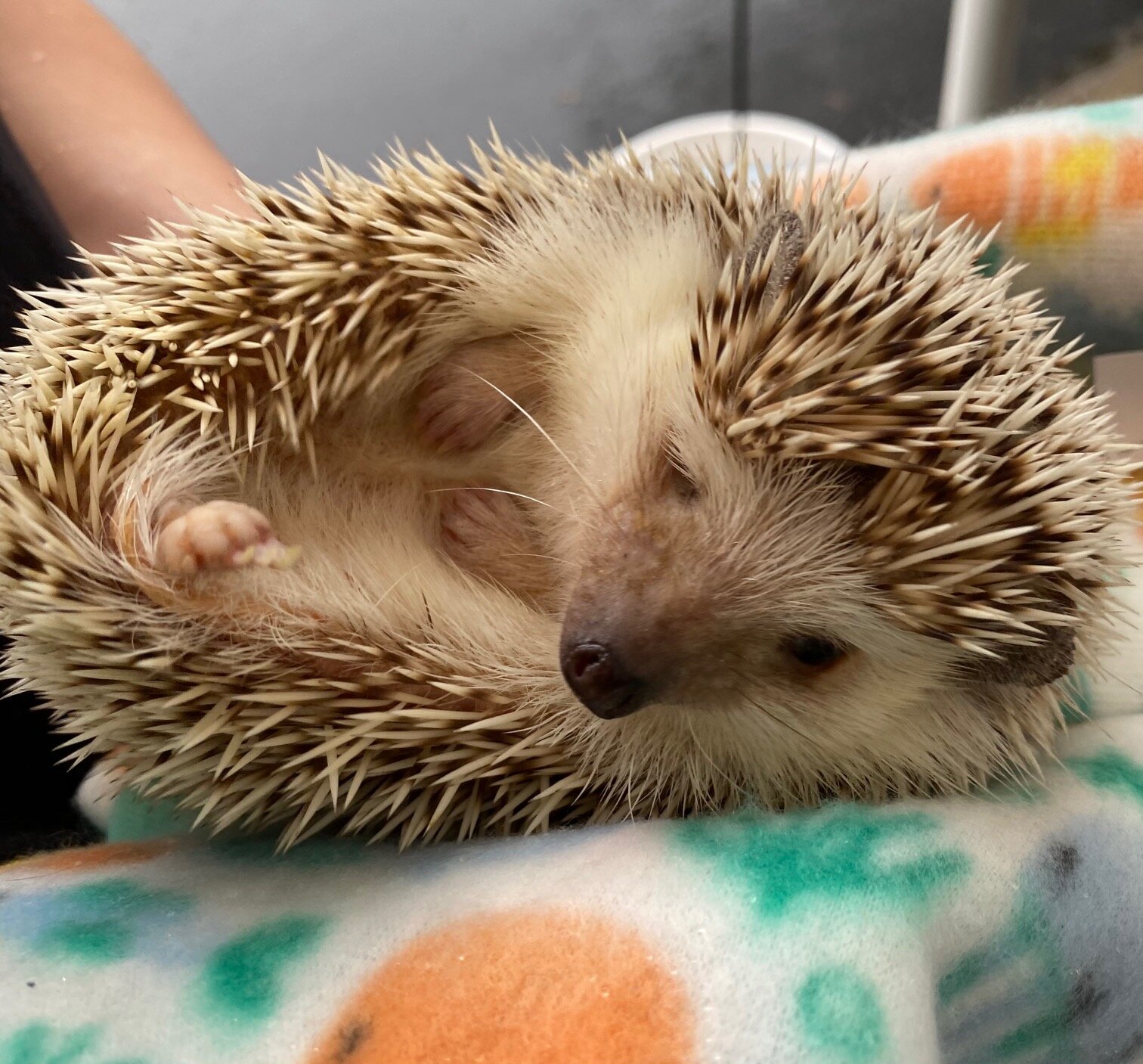 Our first hedgehog patient named Togepi!
