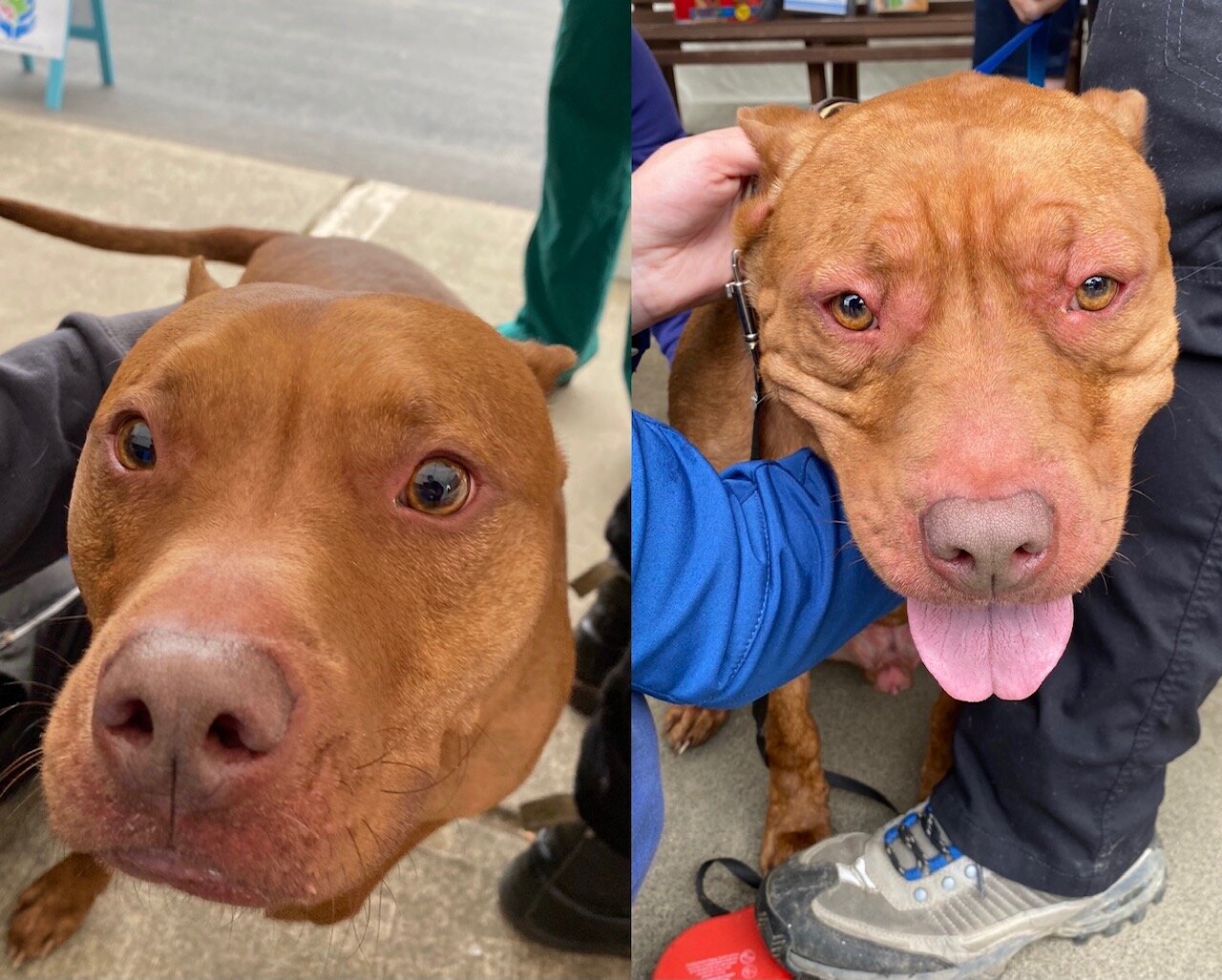 Ali was given vaccines and a heartworm injection that lasts for six months. Not quite two hours later, the owner brought him back because he was having a reaction showing hives and redness. Dr Gessner and Dr Knutzen are both experienced ER doctors an