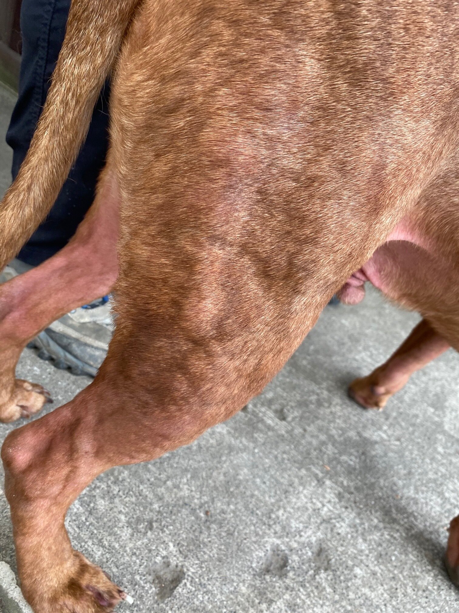 You can see the hives and redness on Ali during a reaction to the vaccines and/or heartworm injection he was given. This was about 30 minutes after treatment with injections to reverse the reaction.
