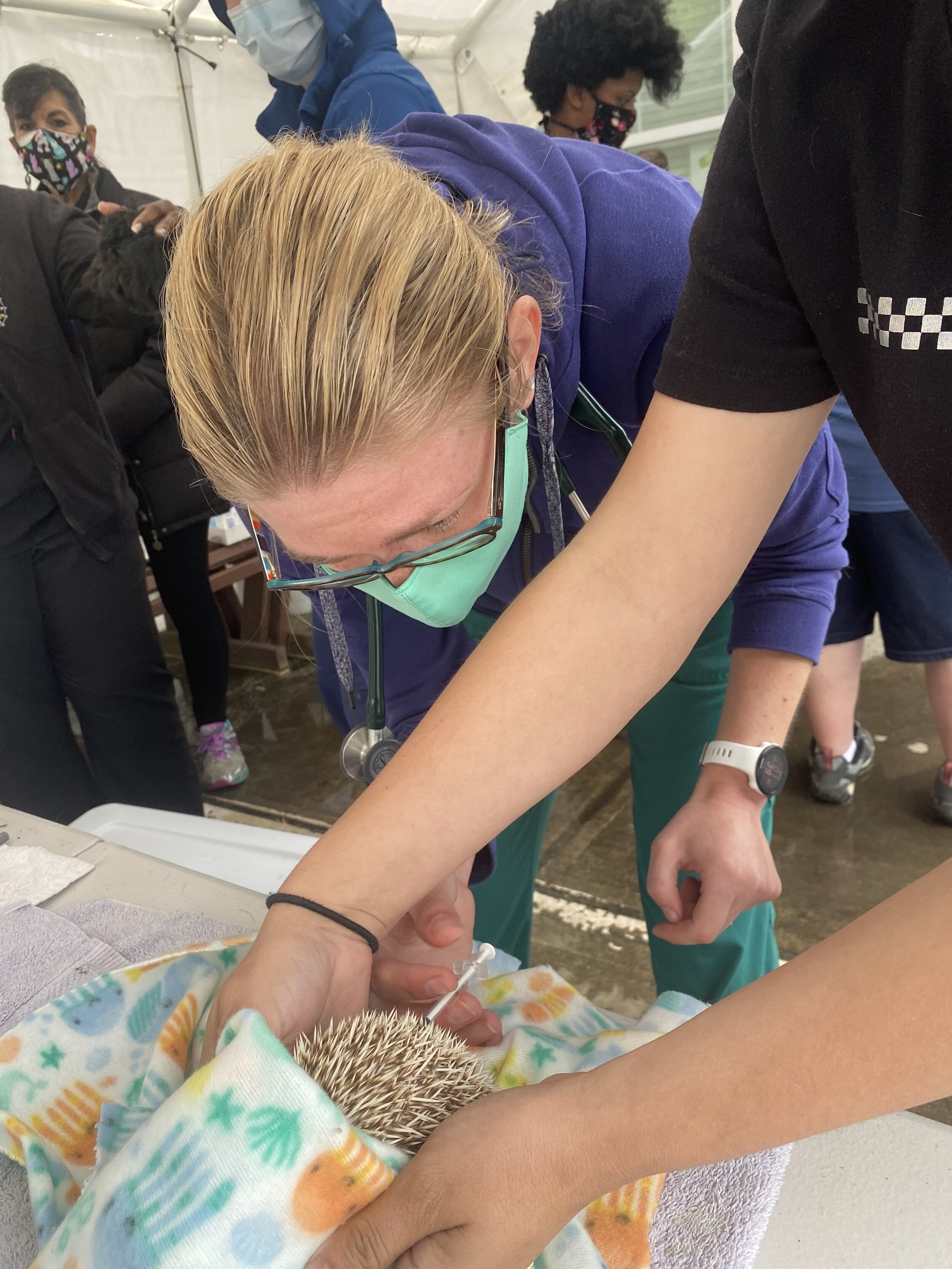 Dr Knutzen giving Togepi an injection to help with mites