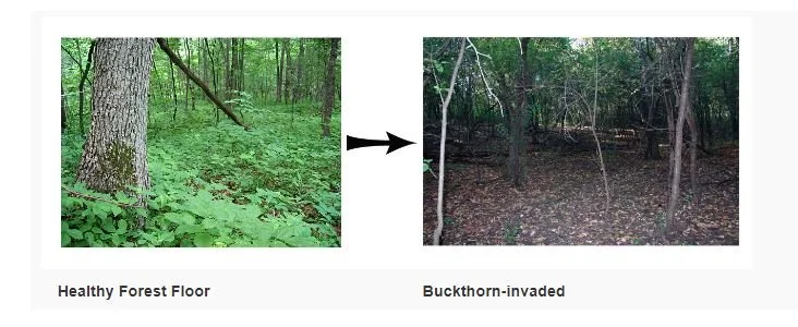 Free Buckthorn Disposal in Burnsville: September and October Drop-Off Dates