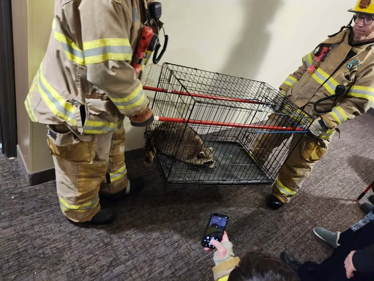 Raccoon Found in Flooded New Brighton Apartment, Safely Released