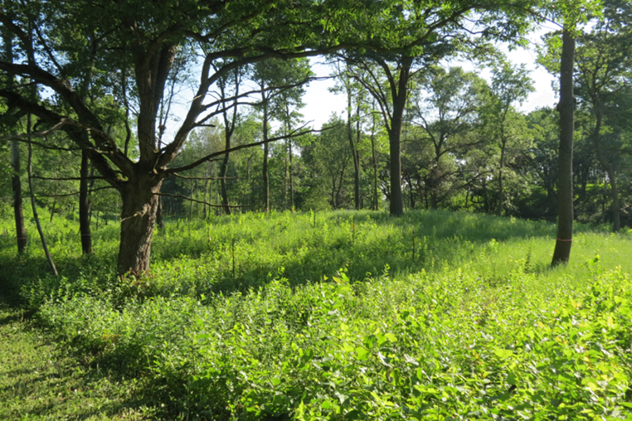 After Buckthorn Removal