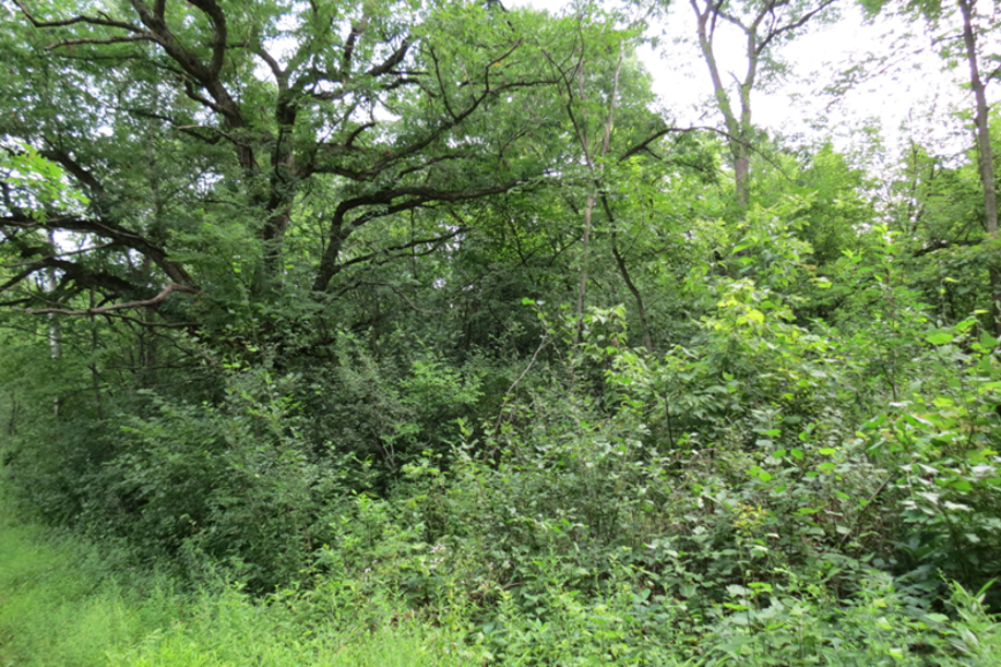 Before Buckthorn Removal