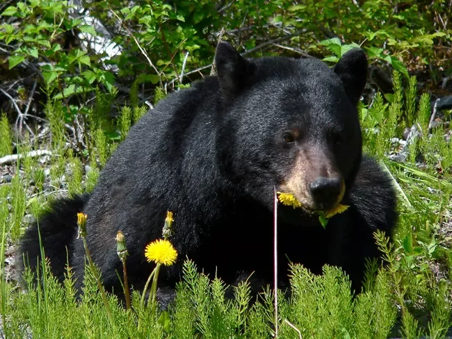 Black Bear Spotted Within Hastings City Limits; DNR Monitoring Activity