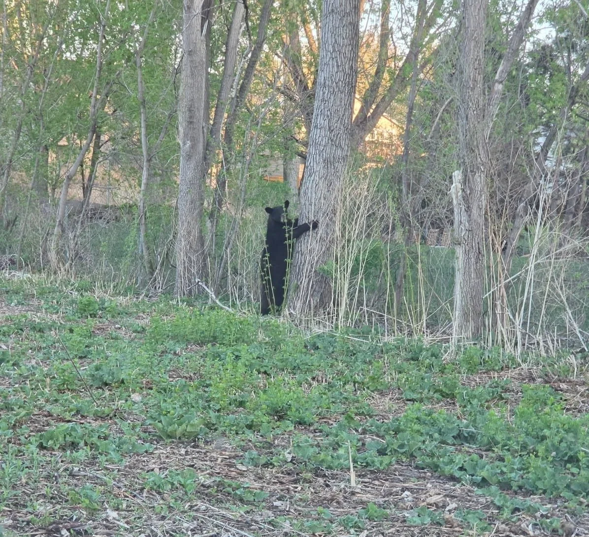 Black Bear Reported in Cottage Grove Neighborhood, Officials Urge Caution