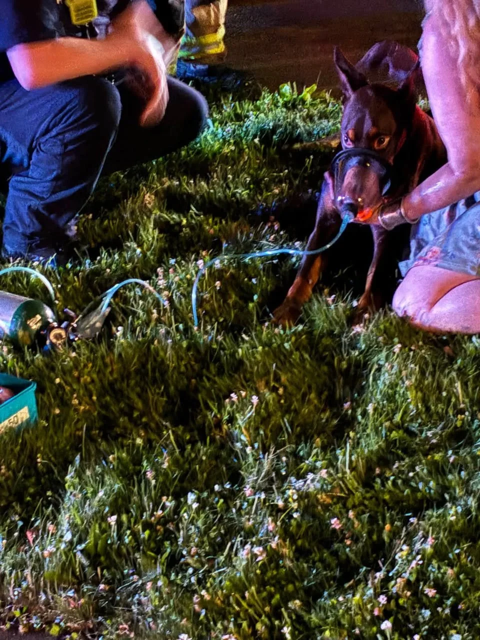 Saint Paul Firefighters Revive Dog After Early Morning House Fire on Jessie Street