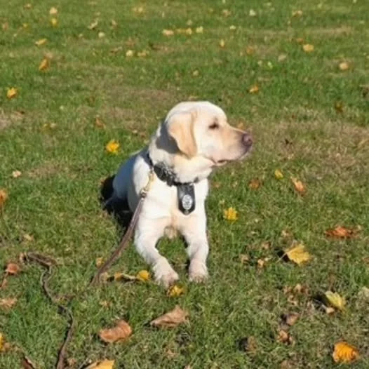 Burnsville Police K9 Duke to Receive Donated Bullet- and Stab-Resistant Vest