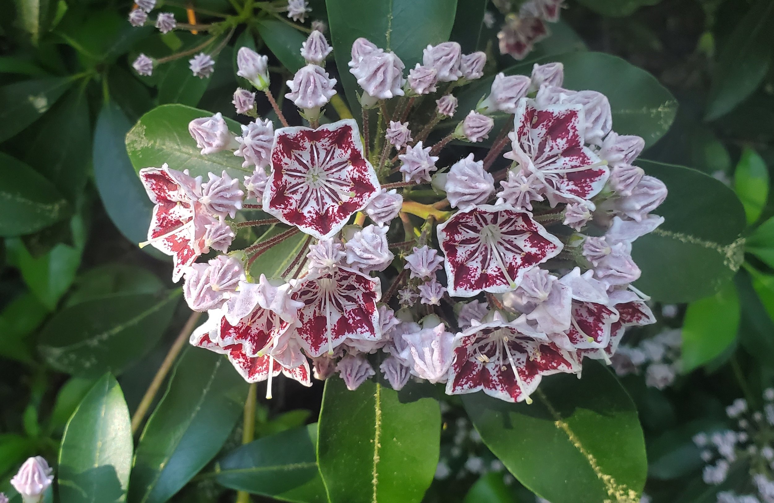 Residency: Fredericton Botanic Garden